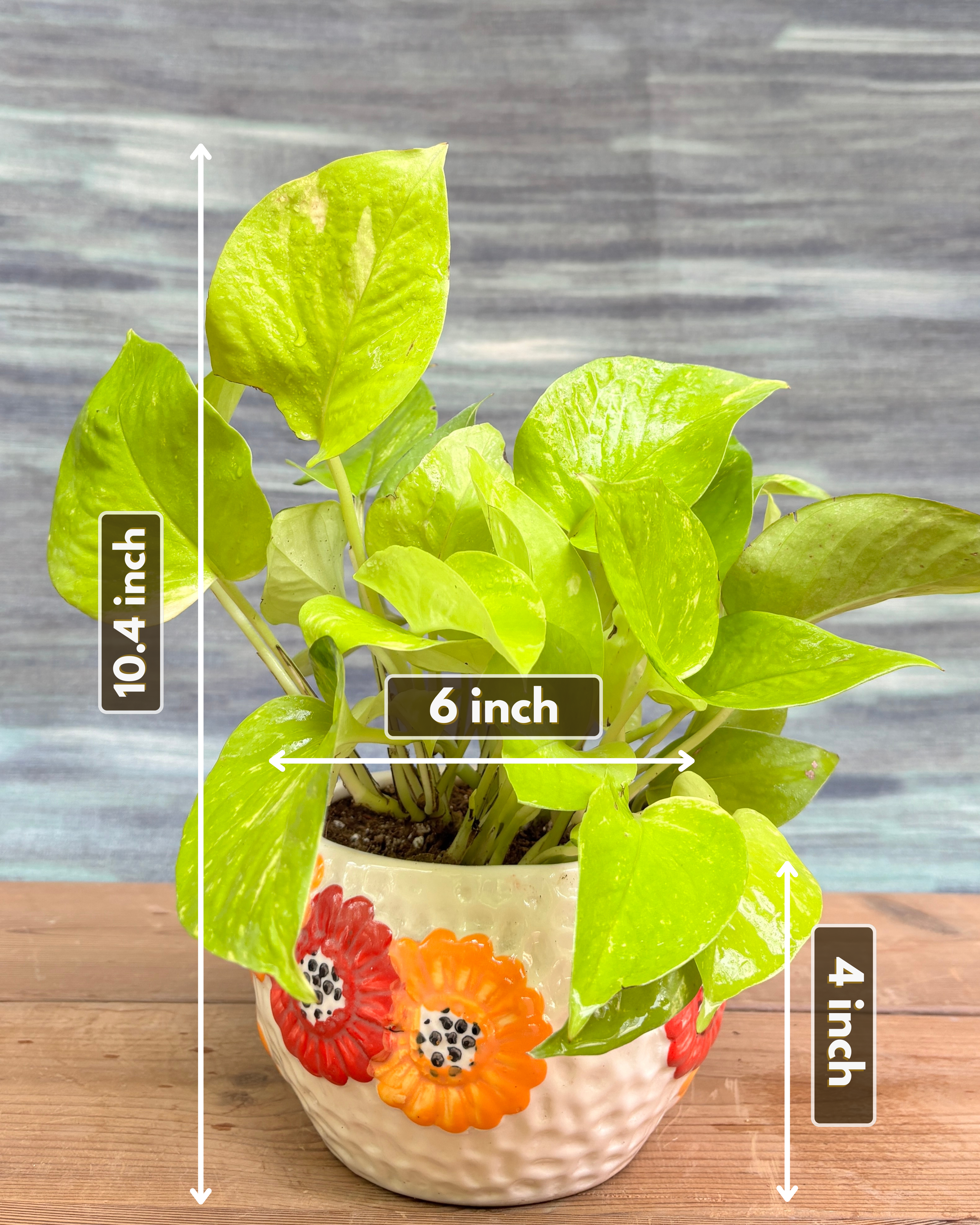 Pothos Golden in Floral Bowl from Planterie, a thoughtful indoor plant gift for housewarming, birthdays and corporate gifting in Delhi, available as indoor plants online India with easy care tips for pothos