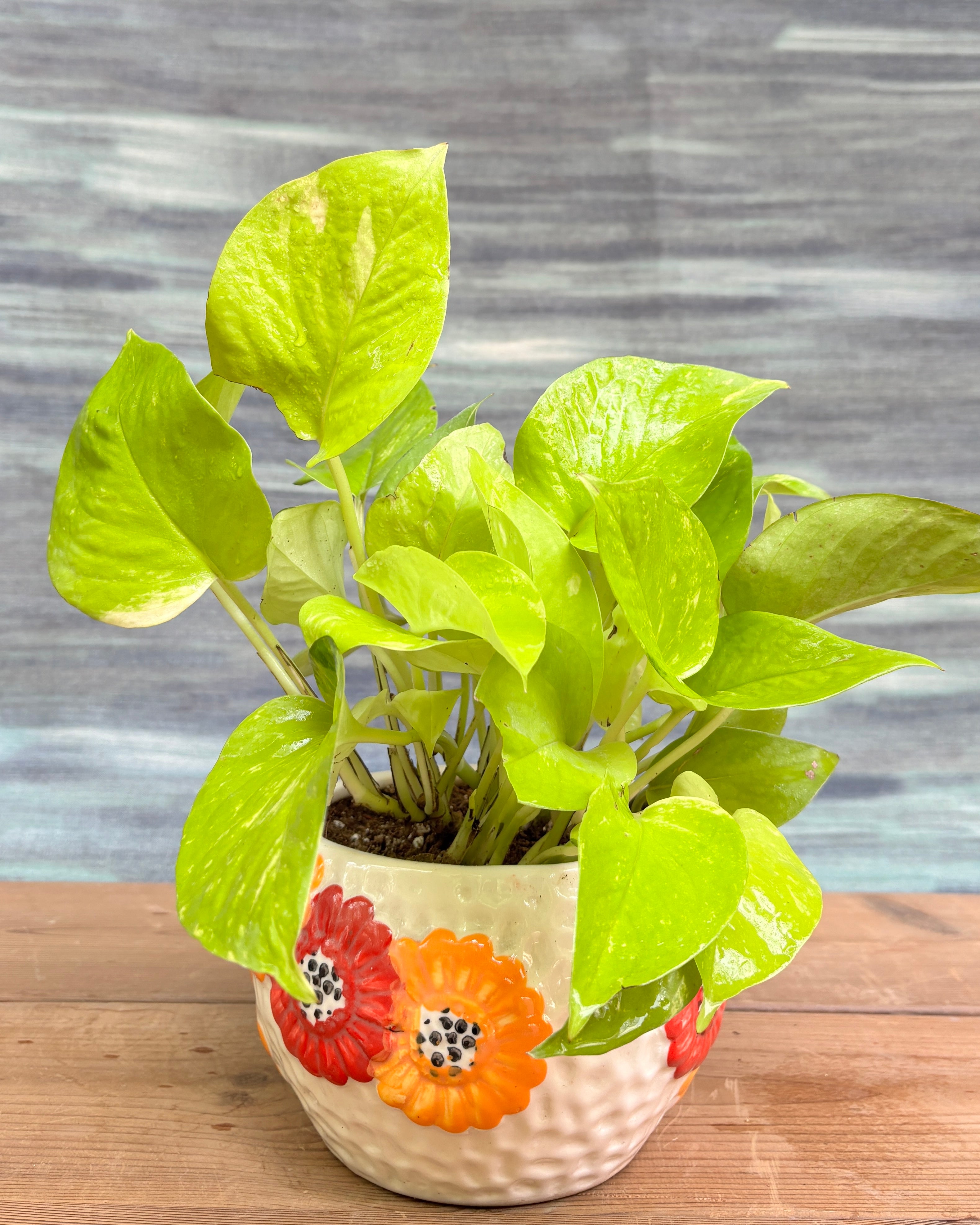 Pothos Golden in Floral Bowl from Planterie, a vibrant trailing golden pothos with chartreuse-gold leaves in a floral ceramic bowl, perfect as an indoor trailing plant for homes in Delhi and plant gifts in Delhi