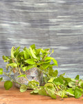 Pothos Green in Light Blue Decoupage Basket from Planterie, a graceful indoor plant with lush glossy green leaves potted in a beautiful Light Blue Decoupage basket, perfect as an indoor plant for homes in Delhi and plant gifts in Delhi