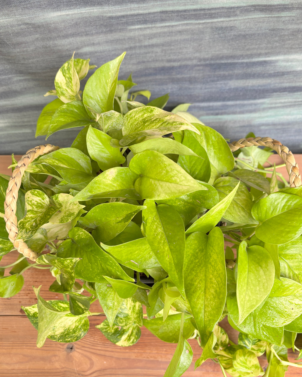 Pothos Green in Light Blue Decoupage Basket from Planterie, a thoughtful indoor plant gift for housewarming, birthdays and corporate gifting in Delhi, available as indoor plants online India with care tips for beginners