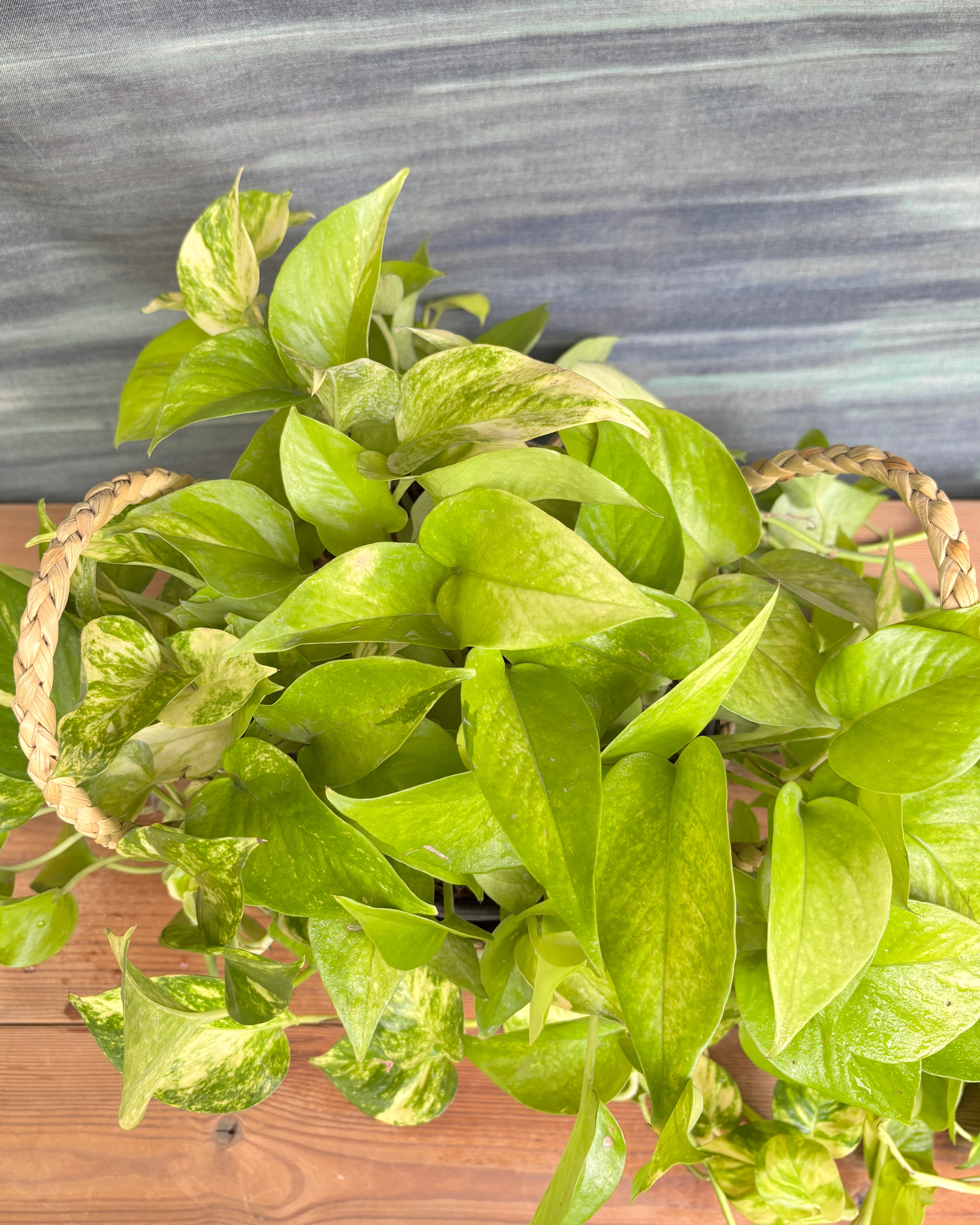 Pothos Green in Light Blue Decoupage Basket from Planterie, a thoughtful indoor plant gift for housewarming, birthdays and corporate gifting in Delhi, available as indoor plants online India with care tips for beginners