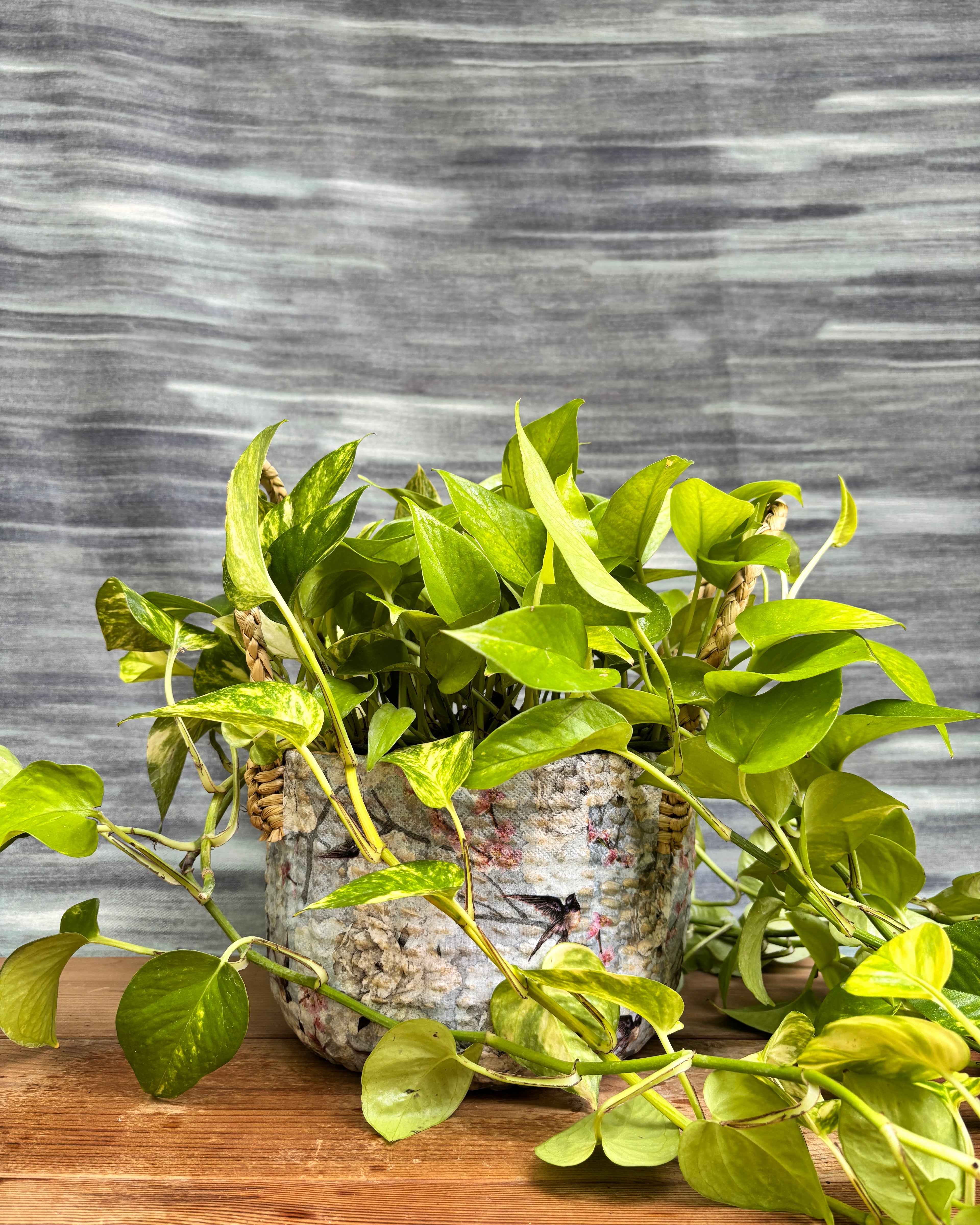Pothos Green in Light Blue Decoupage Basket, a trailing indoor plant with vibrant green leaves that loves bright indirect light and brings a cascading tropical feel to Indian apartments and offices