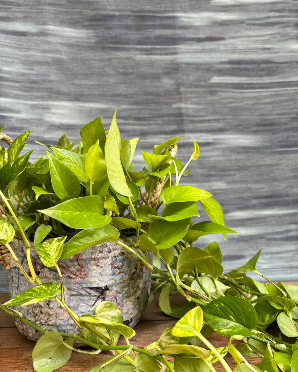 Close-up of Pothos Green in Light Blue Decoupage Basket from Planterie, showing the glossy green leaves and the Light Blue Decoupage basket design detail, highlighting the plant's fresh indoor beauty for Indian homes and plant gifts in Delhi