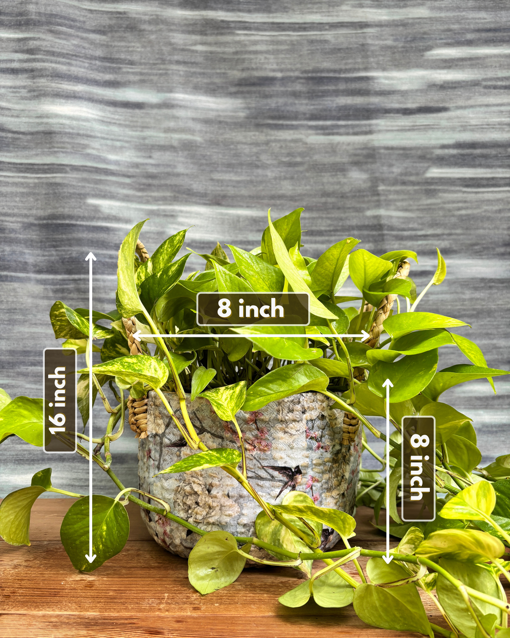 Pothos Green in Light Blue Decoupage Basket from Planterie, showing the full plant with trailing green leaves in the Light Blue Decoupage basket from a side view, displaying the complete plant height and basket proportions for dimensions perfect for Indian homes and plant gifts in Delhi