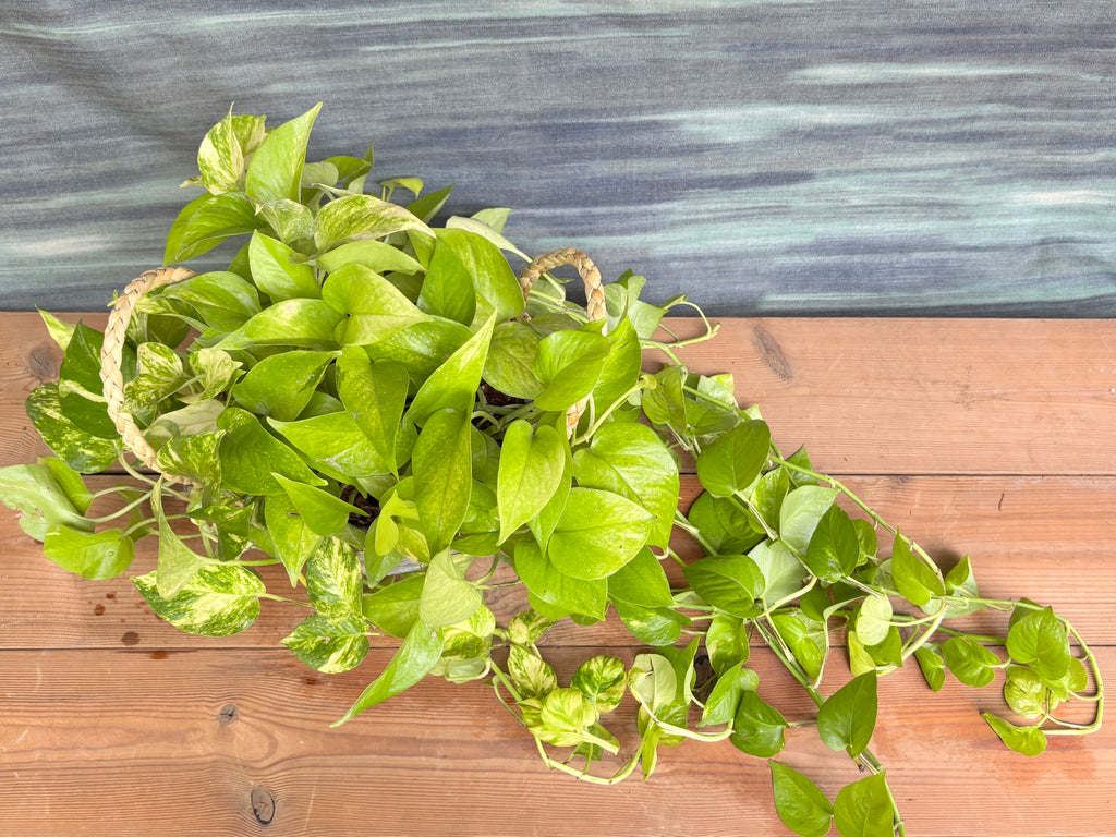 Pothos Green in Light Blue Decoupage Basket displayed on a shelf, showing the cascading trailing green leaves and the Light Blue Decoupage basket, perfect for adding a flowing natural touch to Indian home décor
