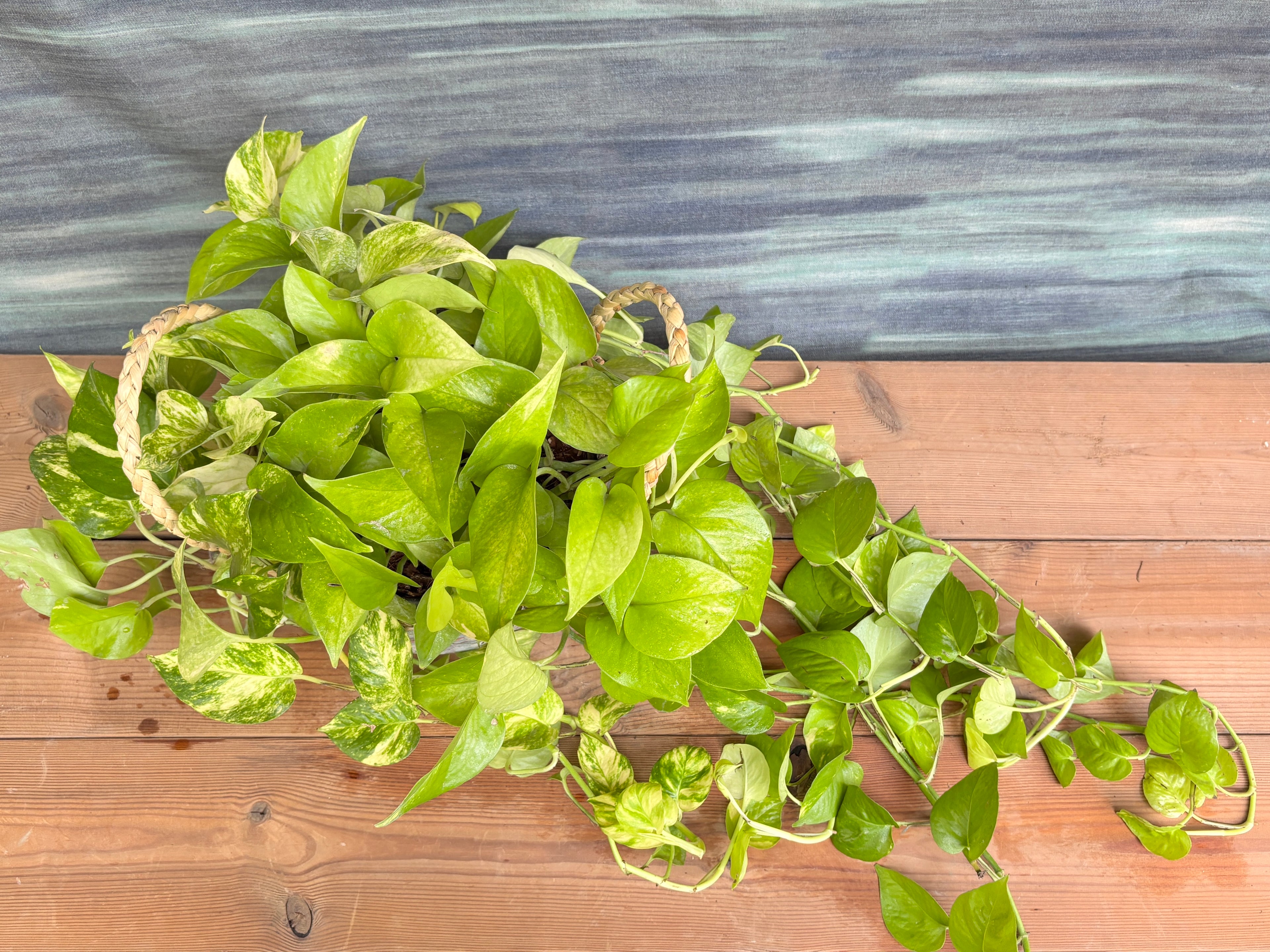 Pothos Green in Light Blue Decoupage Basket displayed on a shelf, showing the cascading trailing green leaves and the Light Blue Decoupage basket, perfect for adding a flowing natural touch to Indian home décor