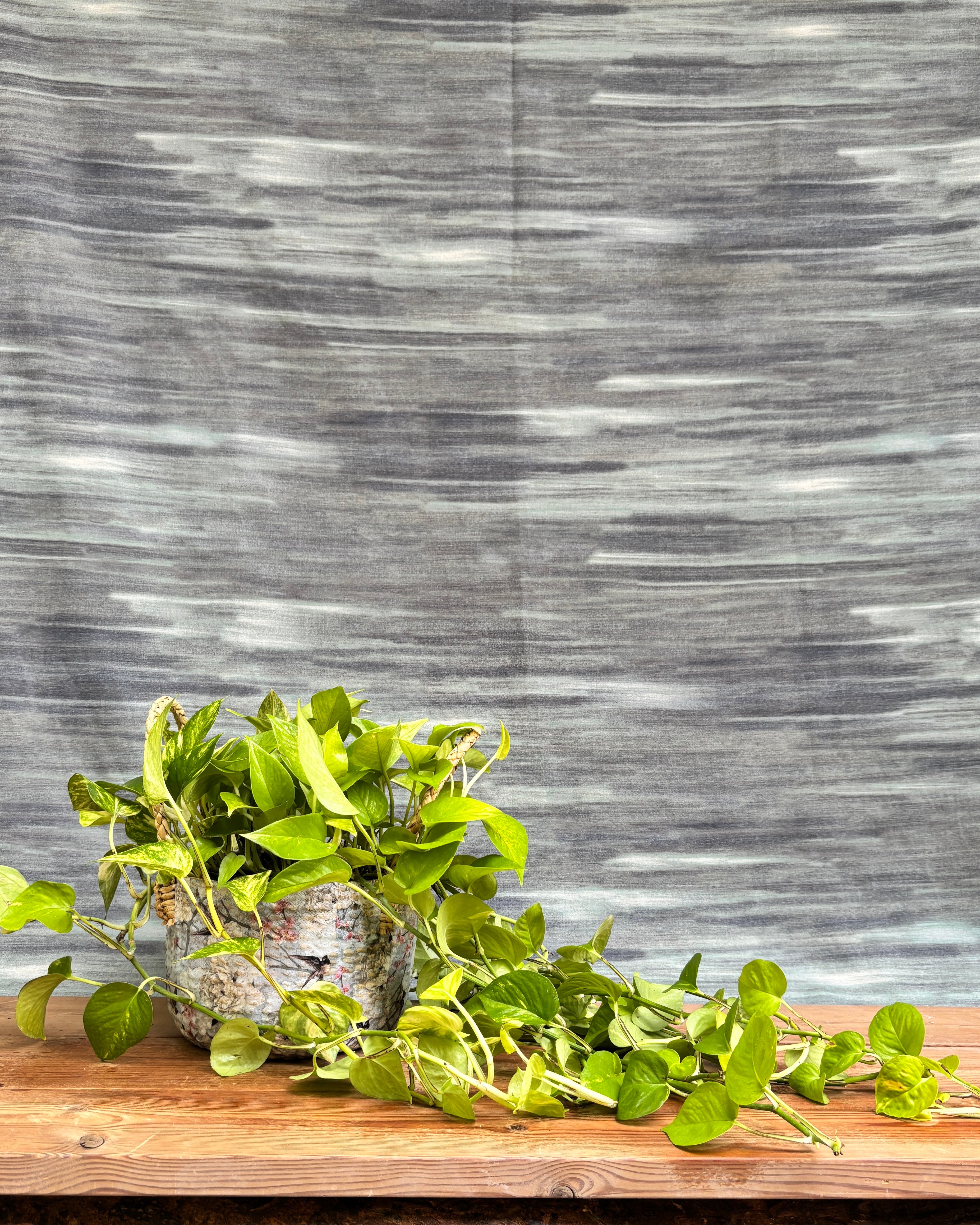Elegant Pothos Green in a Light Blue Decoupage basket from Planterie, ideal as a tabletop plant for living rooms, work desks and bedside tables, adding a fresh, calming touch to modern Indian homes