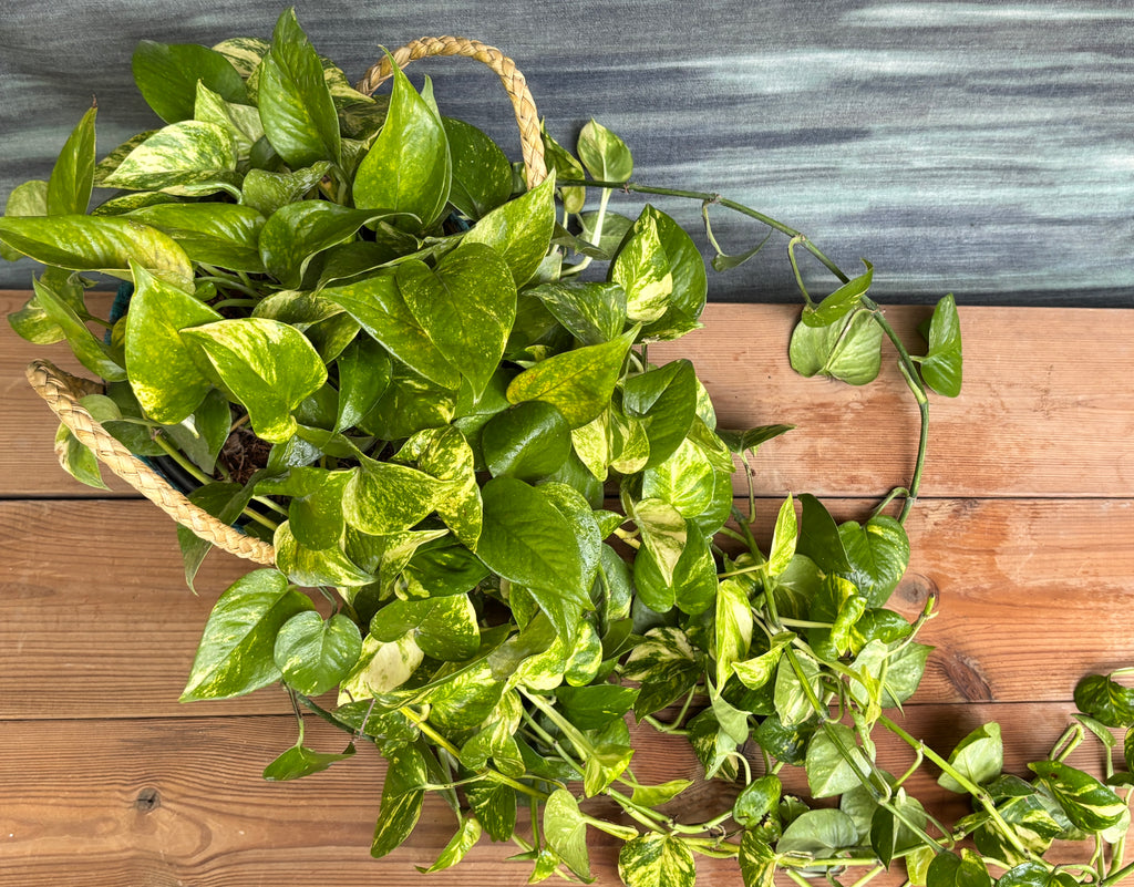 Close-up of Pothos Manjula in Blue Decoupage Basket from Planterie, showing the distinctive creamy white and green variegated leaves and the Blue Decoupage basket design detail, highlighting the plant's stylish indoor beauty for Indian homes and plant gifts in Delhi