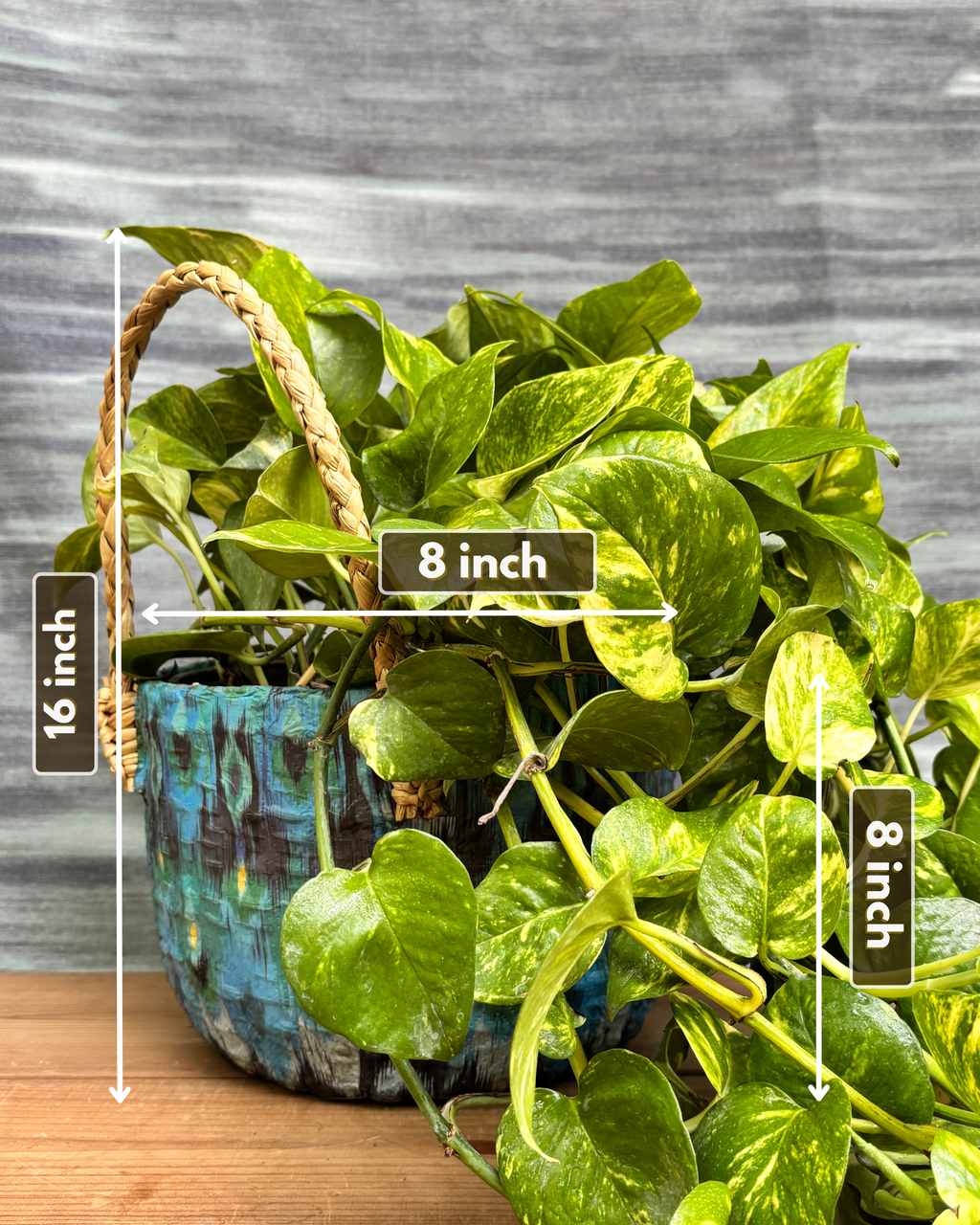 Pothos Manjula in Blue Decoupage Basket from Planterie, showing the full plant with trailing variegated leaves in the Blue Decoupage basket from a side view, displaying the complete plant height and basket proportions for dimensions perfect for Indian homes and plant gifts in Delhi