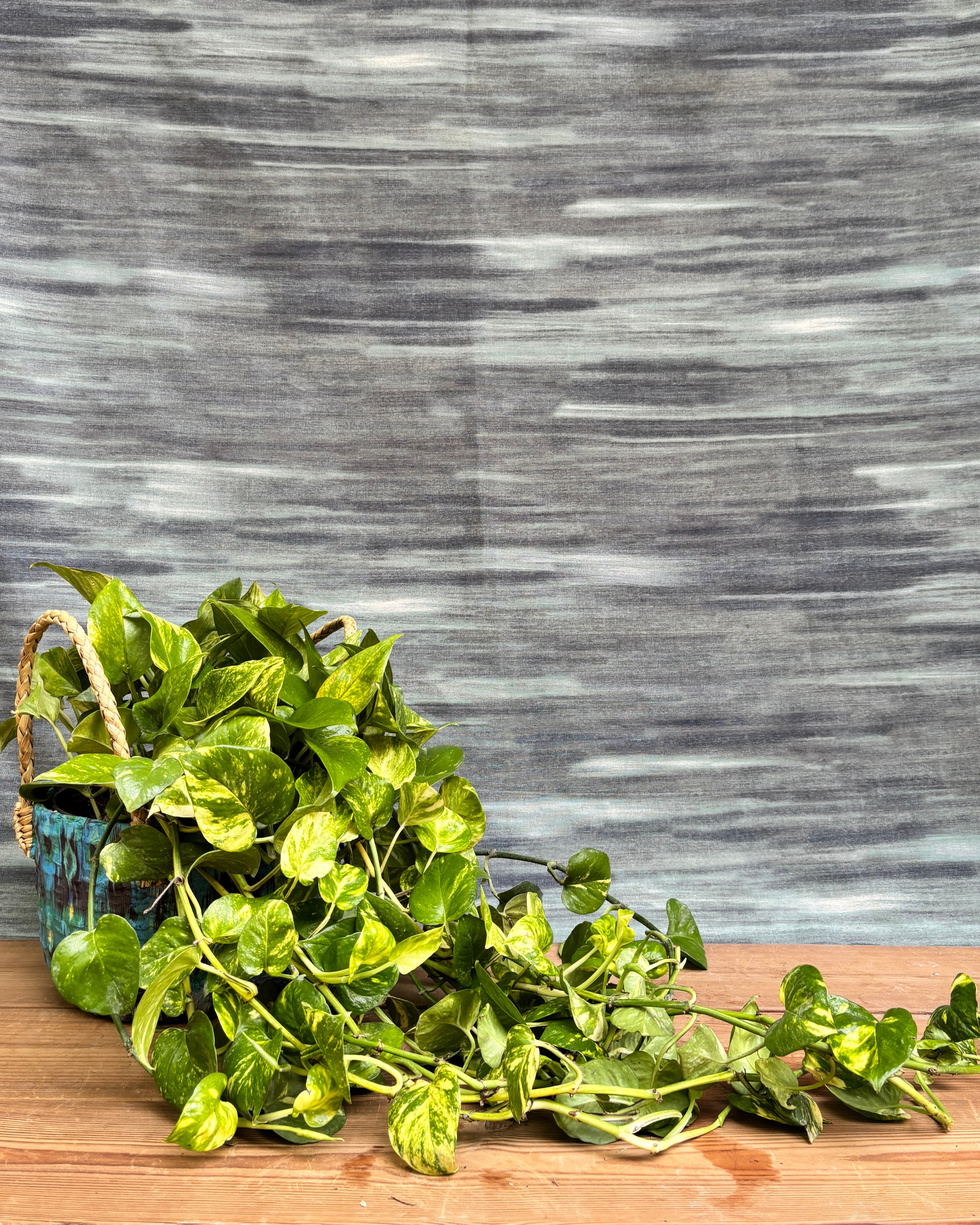 Pothos Manjula in Blue Decoupage Basket displayed on a shelf, showing the cascading trailing variegated leaves and the Blue Decoupage basket, perfect for adding a soft, flowing touch to Indian home décor