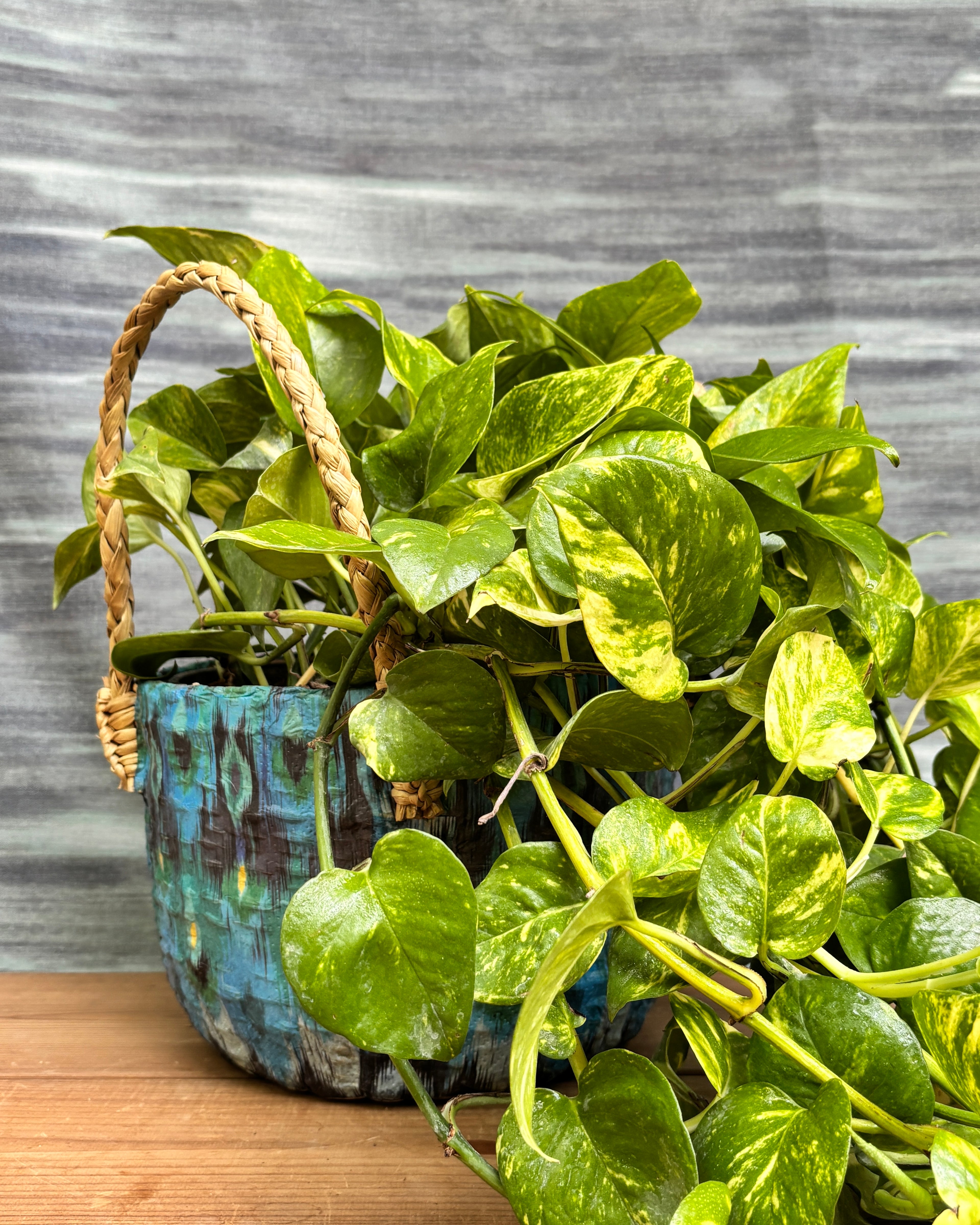 Elegant Pothos Manjula in a Blue Decoupage basket from Planterie, ideal as a tabletop plant for living rooms, work desks and bedside tables, adding a soft, artistic touch to modern Indian homes
