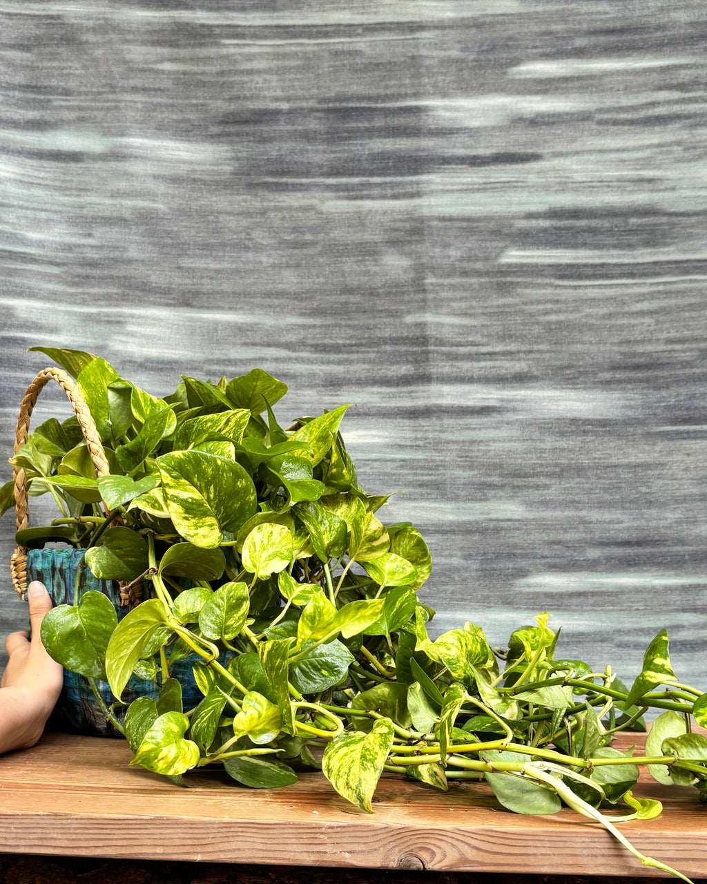 Pothos Manjula in Blue Decoupage Basket from Planterie, a graceful indoor plant with creamy white and green variegated leaves potted in a beautiful Blue Decoupage basket, perfect as an indoor plant for homes in Delhi and plant gifts in Delhi