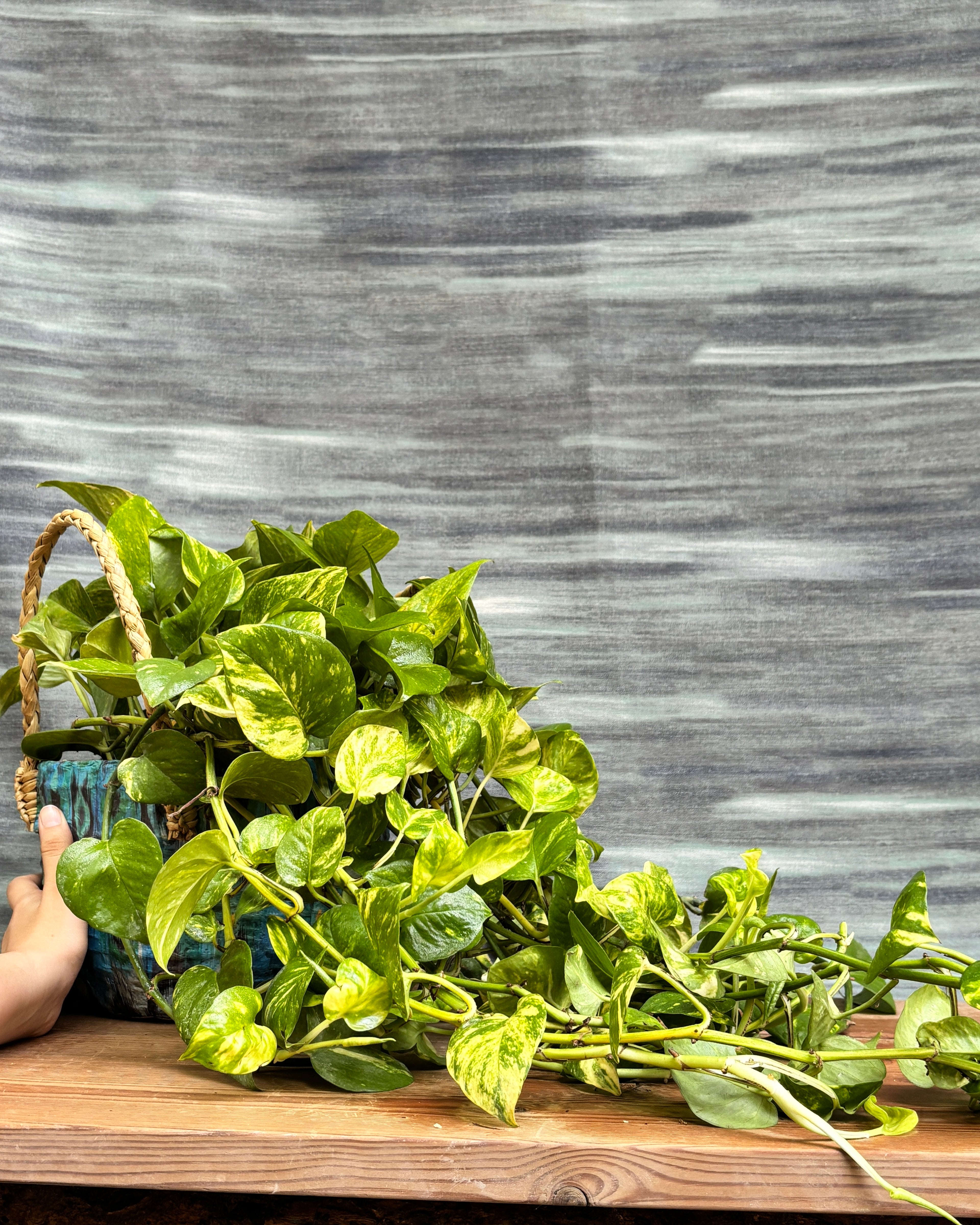 Pothos Manjula in Blue Decoupage Basket from Planterie, a graceful indoor plant with creamy white and green variegated leaves potted in a beautiful Blue Decoupage basket, perfect as an indoor plant for homes in Delhi and plant gifts in Delhi