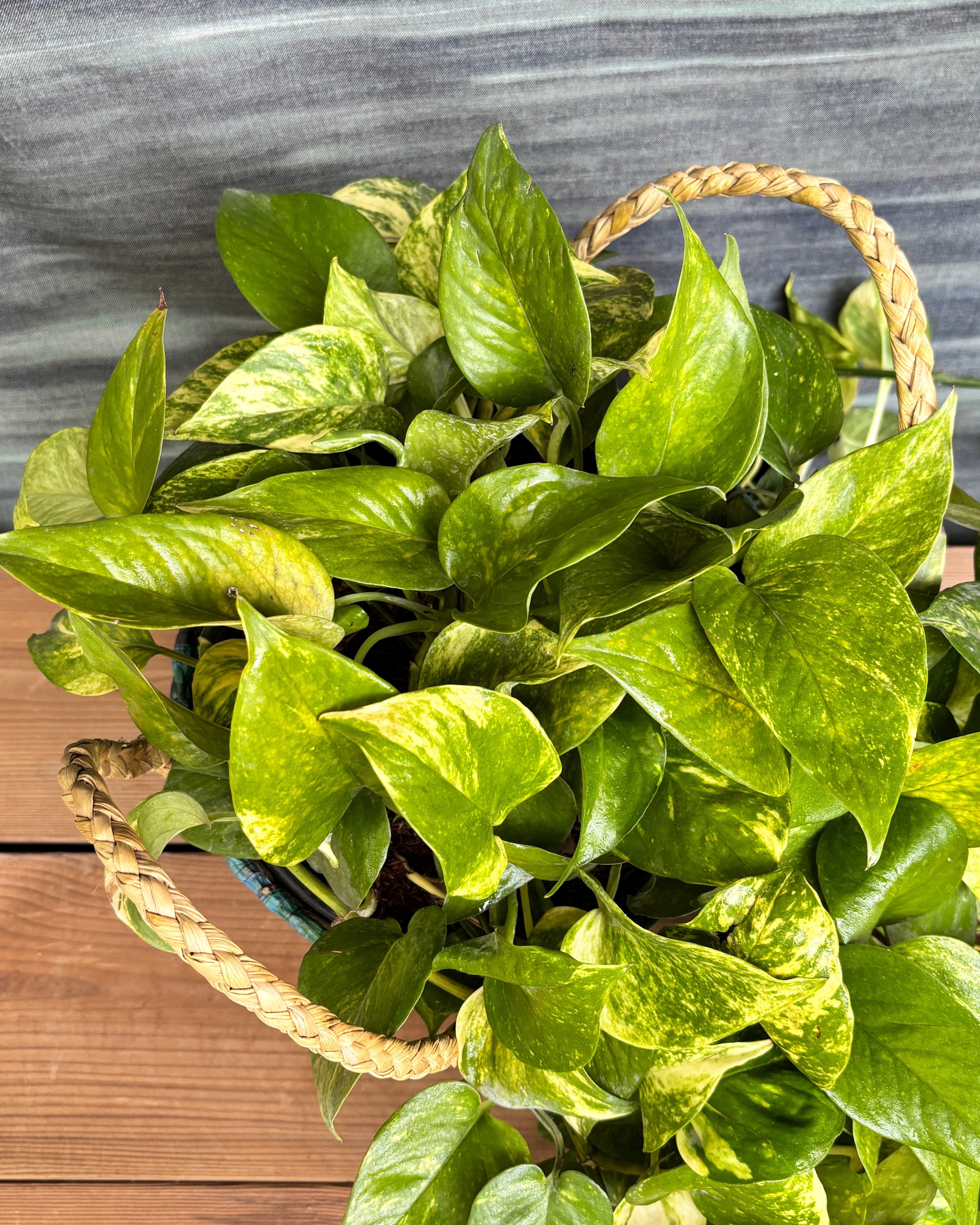 Pothos Manjula in Blue Decoupage Basket from Planterie, a thoughtful indoor plant gift for housewarming, birthdays and corporate gifting in Delhi, available as indoor plants online India with care tips for beginners