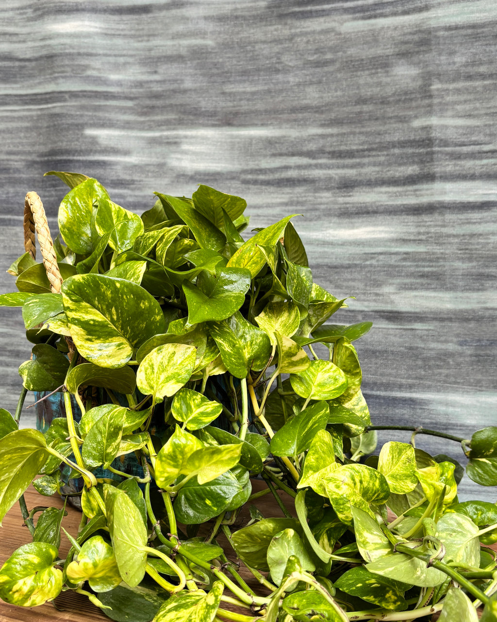 Pothos Manjula in Blue Decoupage Basket, a trailing indoor plant with stunning variegated leaves that loves bright indirect light and brings a cascading tropical feel to Indian apartments and offices