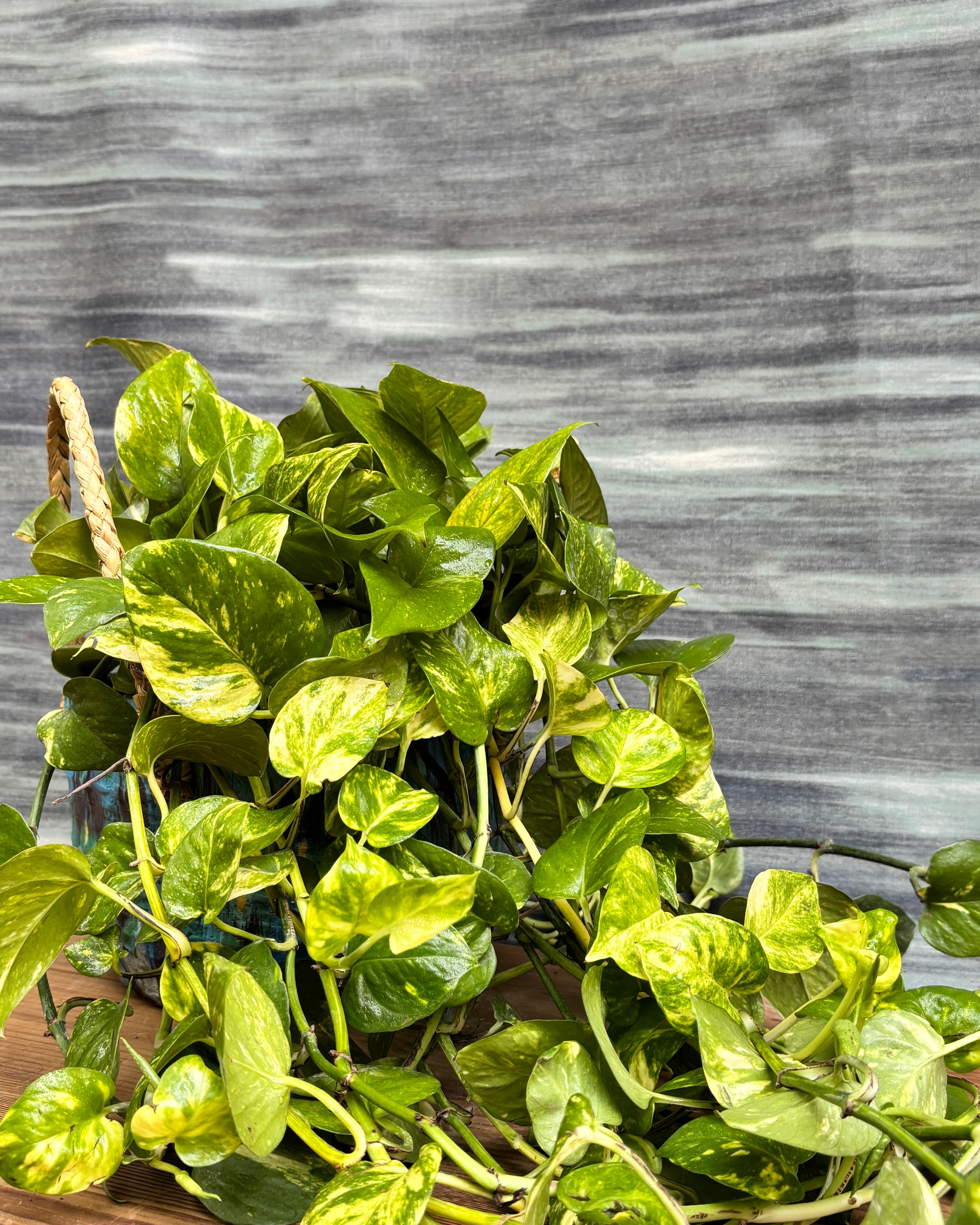Pothos Manjula in Blue Decoupage Basket, a trailing indoor plant with stunning variegated leaves that loves bright indirect light and brings a cascading tropical feel to Indian apartments and offices