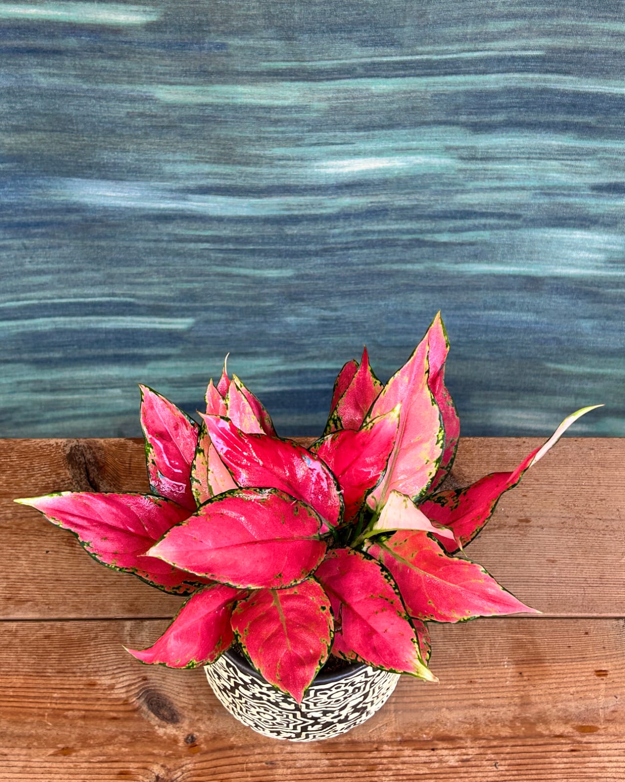 Vibrant red pink Aglaonema foliage plant from Planterie cafe in south Delhi, ideal table top plants for gifting, office desk plants India and best indoor plants for homes in Delhi small apartment
