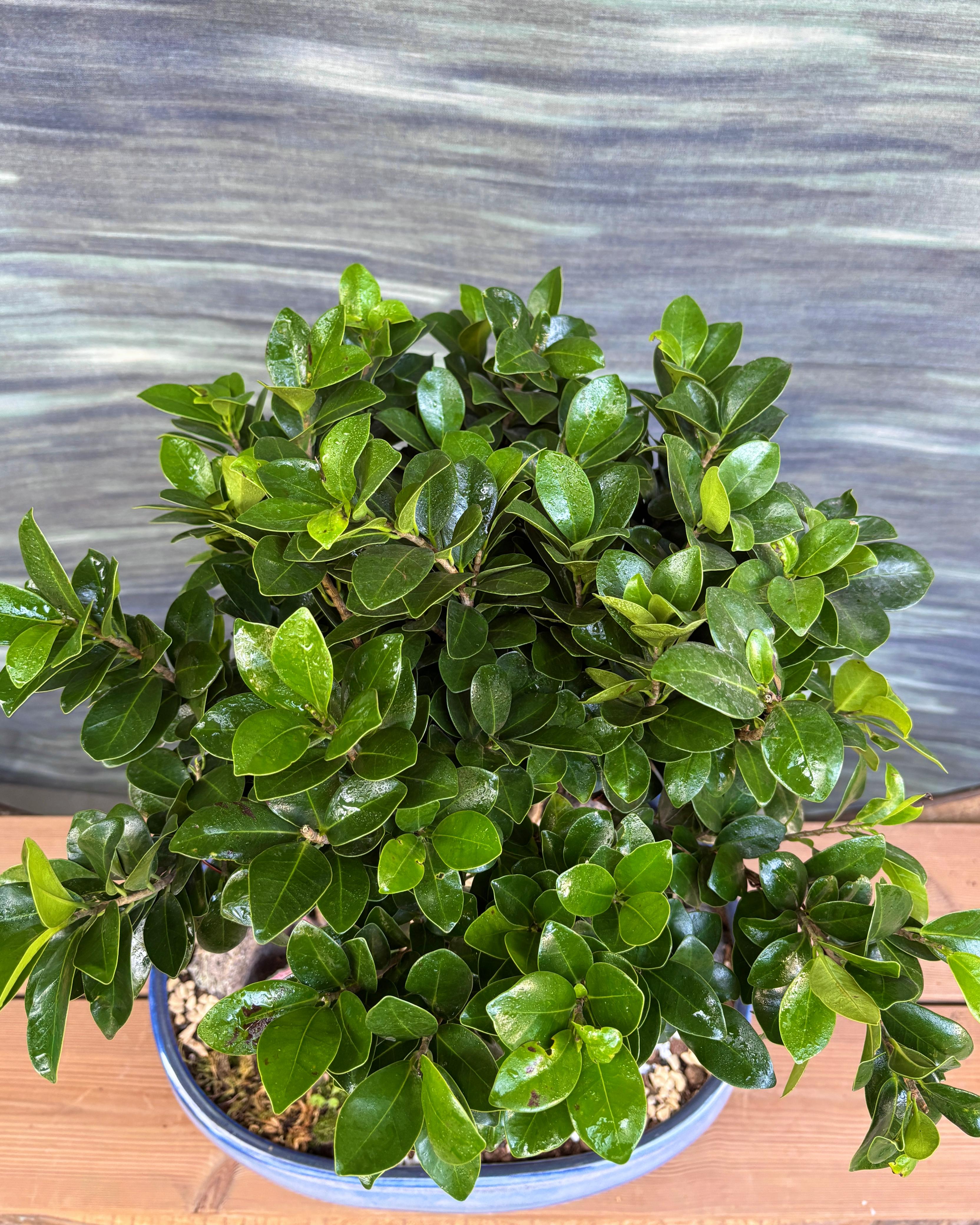 Riverside Bridge House Bonsai placed in a living room corner, calming miniature riverside scene for indoor styling and relaxation in India