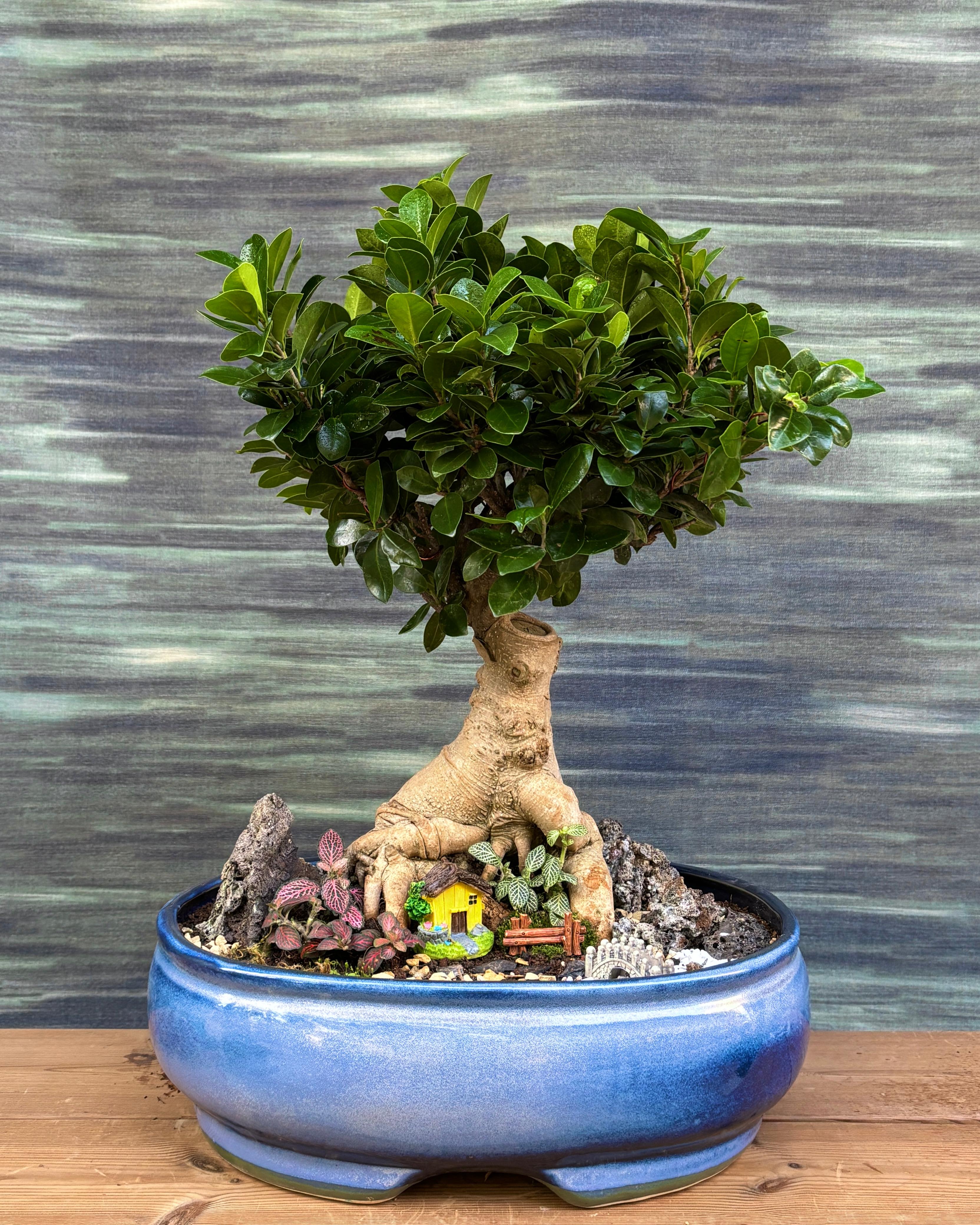 Riverside Bridge House Bonsai with Ginseng Ficus tree, miniature bridge, river and house, zen bonsai landscape for homes in Delhi