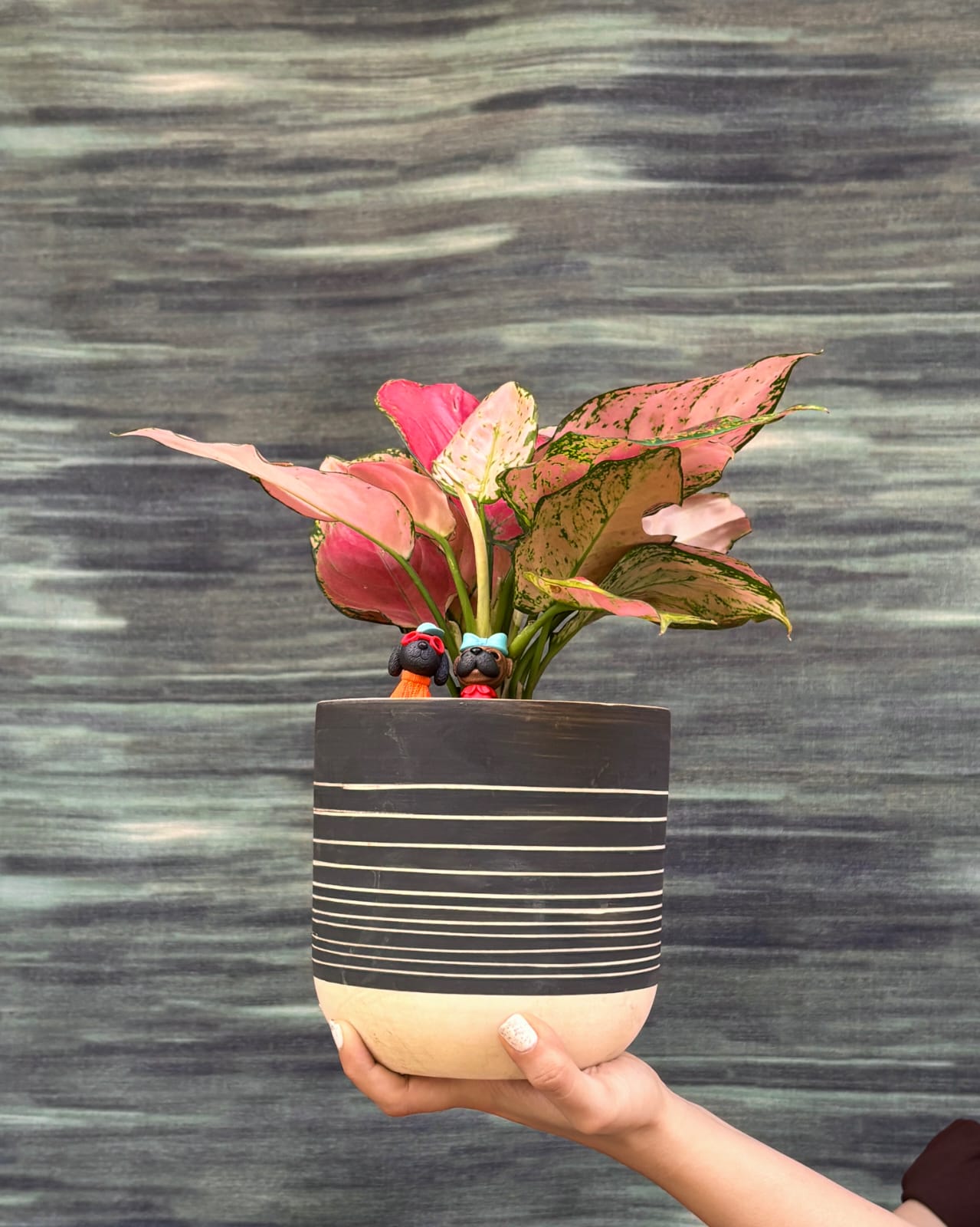 aglaonema online india Aglaonema Red-Pink Pink Leaf Indoor Plant in Black Ceramic for Homes in Delhi