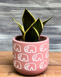 Snake Plant Golden Hahnii in Pink Elephant from Planterie, a graceful indoor plant with thick glossy green leaves and golden-yellow edges potted in a unique Pink Elephant pot, perfect as an indoor plant for homes in Delhi and plant gifts in Delhi