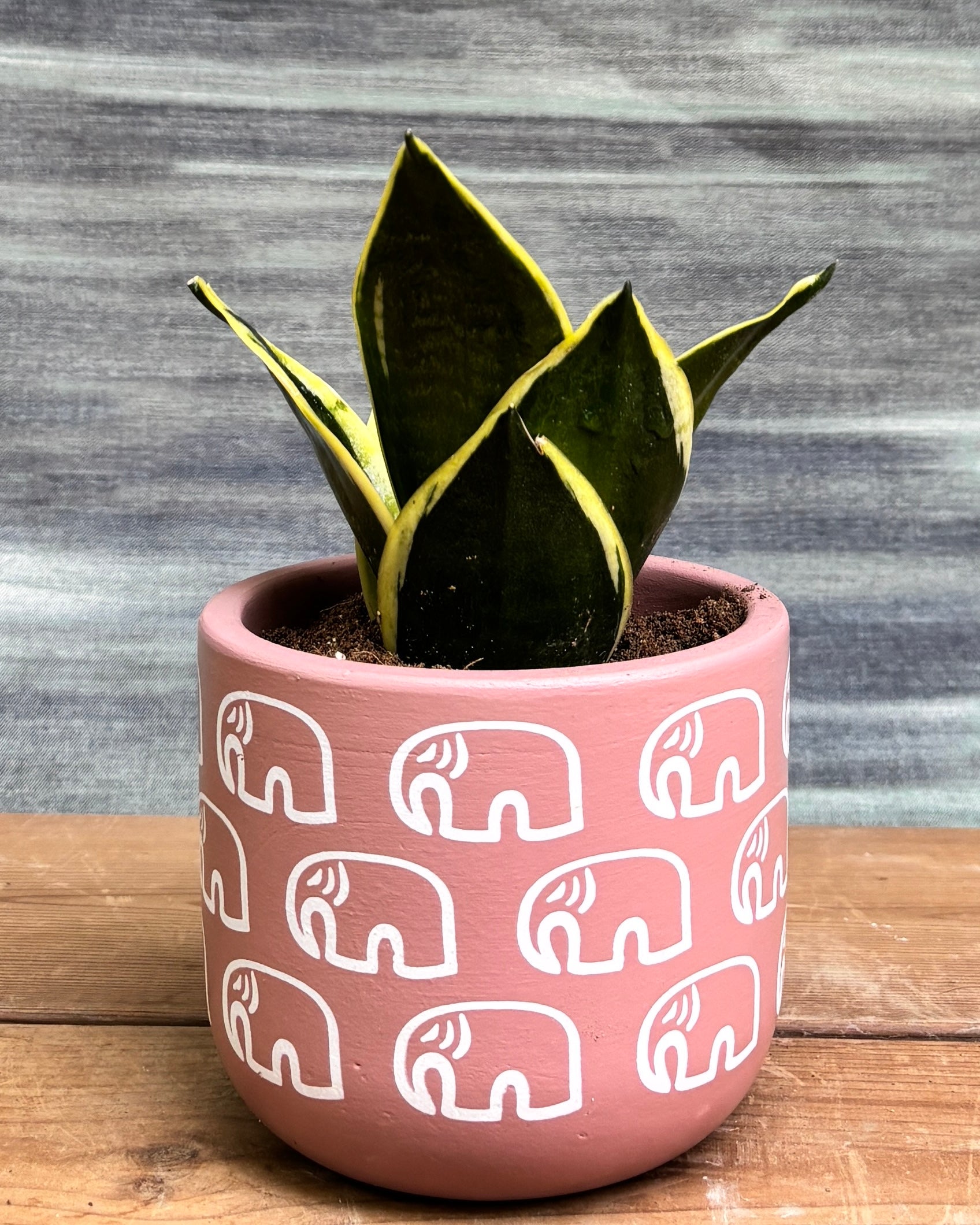 Snake Plant Golden Hahnii in Pink Elephant from Planterie, a graceful indoor plant with thick glossy green leaves and golden-yellow edges potted in a unique Pink Elephant pot, perfect as an indoor plant for homes in Delhi and plant gifts in Delhi