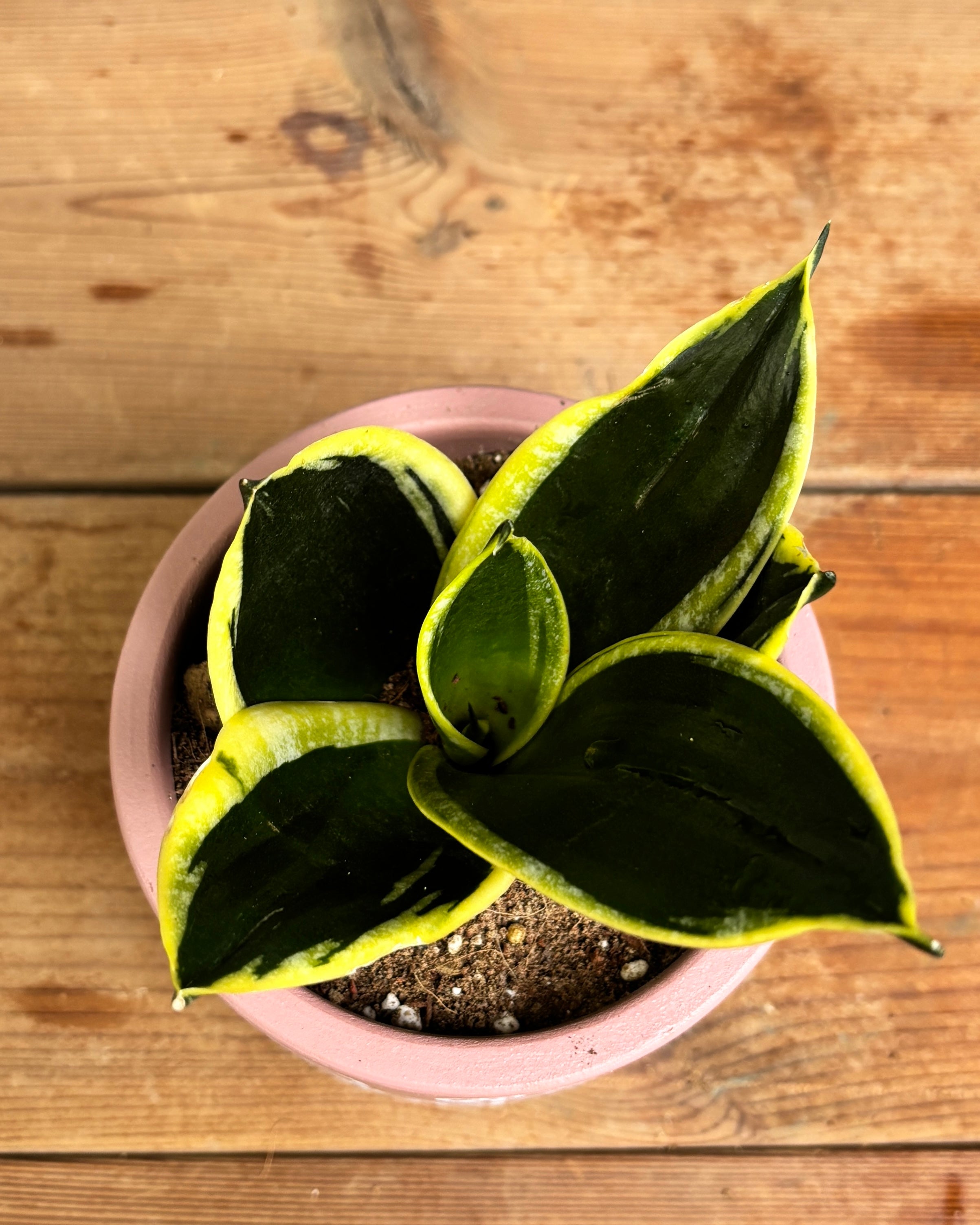Snake Plant Golden Hahnii in Pink Elephant, a low light tolerant, air purifying indoor plant that helps freshen indoor air and thrives in bright indirect light or medium light corners in Indian apartments and offices