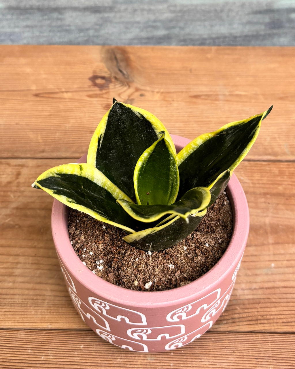 Snake Plant Golden Hahnii in Pink Elephant from Planterie, a thoughtful indoor plant gift for housewarming, birthdays and corporate gifting in Delhi, available as indoor plants online India with care tips for beginners