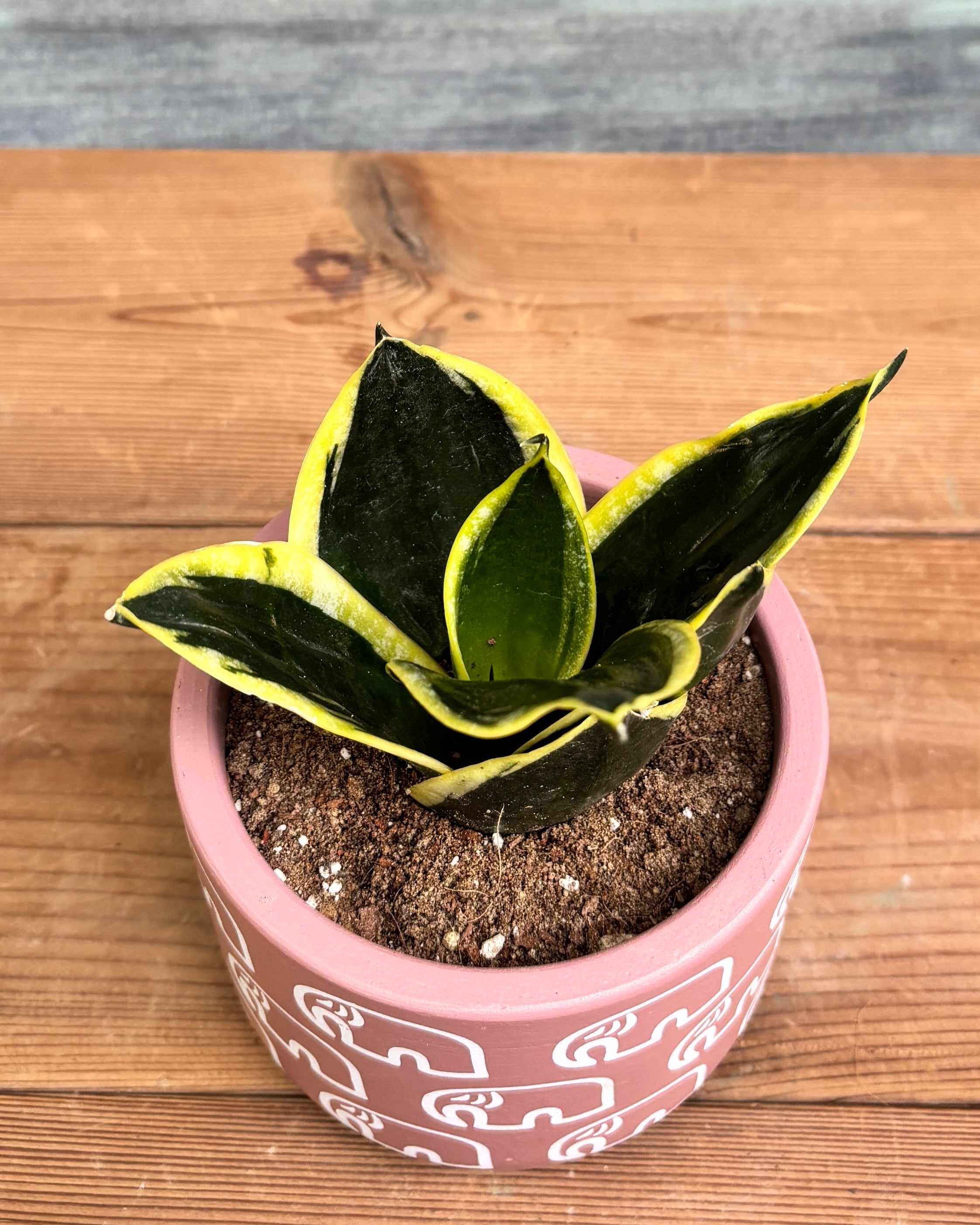 Snake Plant Golden Hahnii in Pink Elephant from Planterie, a thoughtful indoor plant gift for housewarming, birthdays and corporate gifting in Delhi, available as indoor plants online India with care tips for beginners