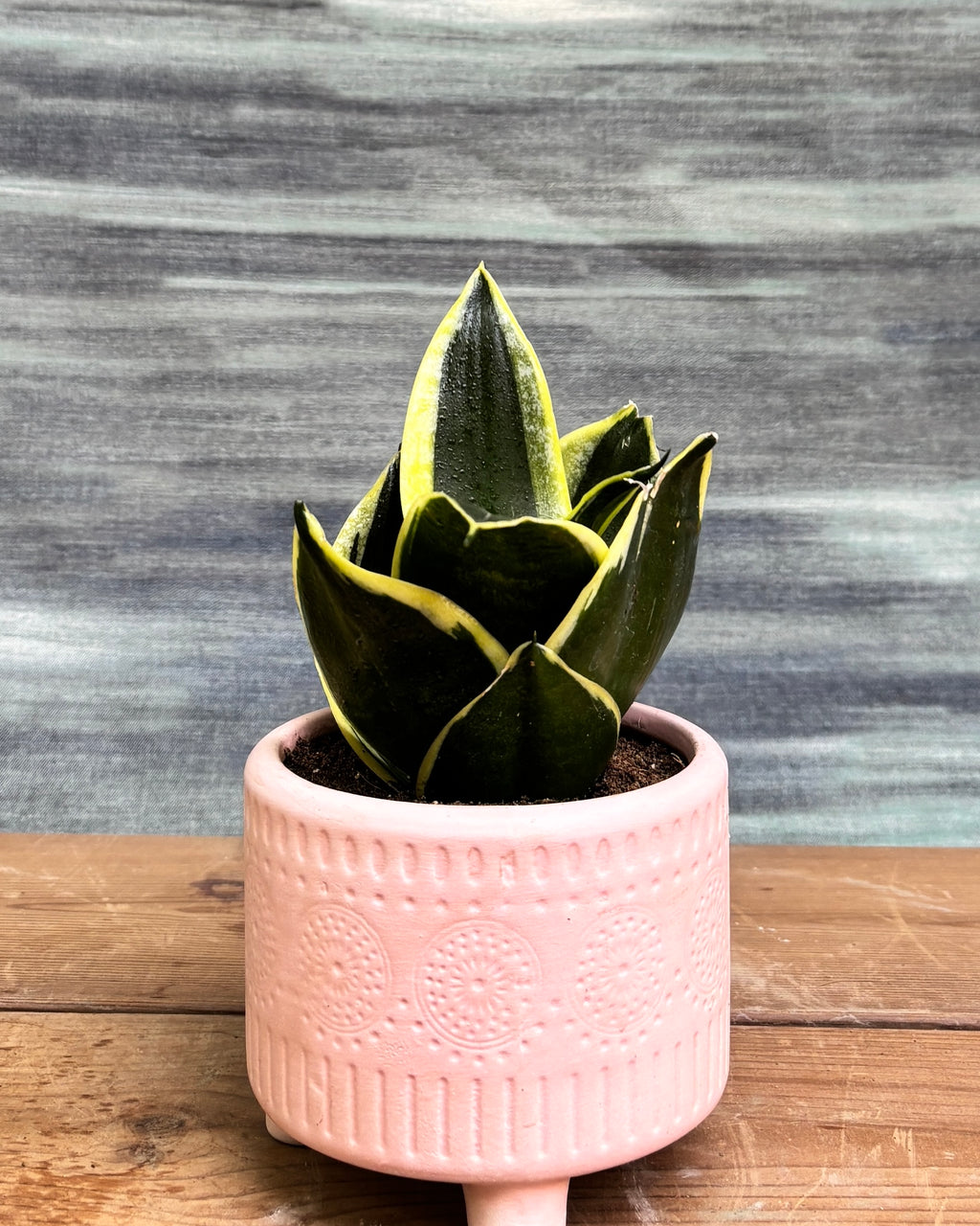 Snake Plant Golden Hahnii in Pink Mandala from Planterie, a graceful indoor plant with thick glossy green leaves and golden-yellow edges potted in a beautiful Pink Mandala pot, perfect as an indoor plant for homes in Delhi and plant gifts in Delhi