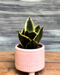 Snake Plant Golden Hahnii in Pink Mandala from Planterie, a graceful indoor plant with thick glossy green leaves and golden-yellow edges potted in a beautiful Pink Mandala pot, perfect as an indoor plant for homes in Delhi and plant gifts in Delhi
