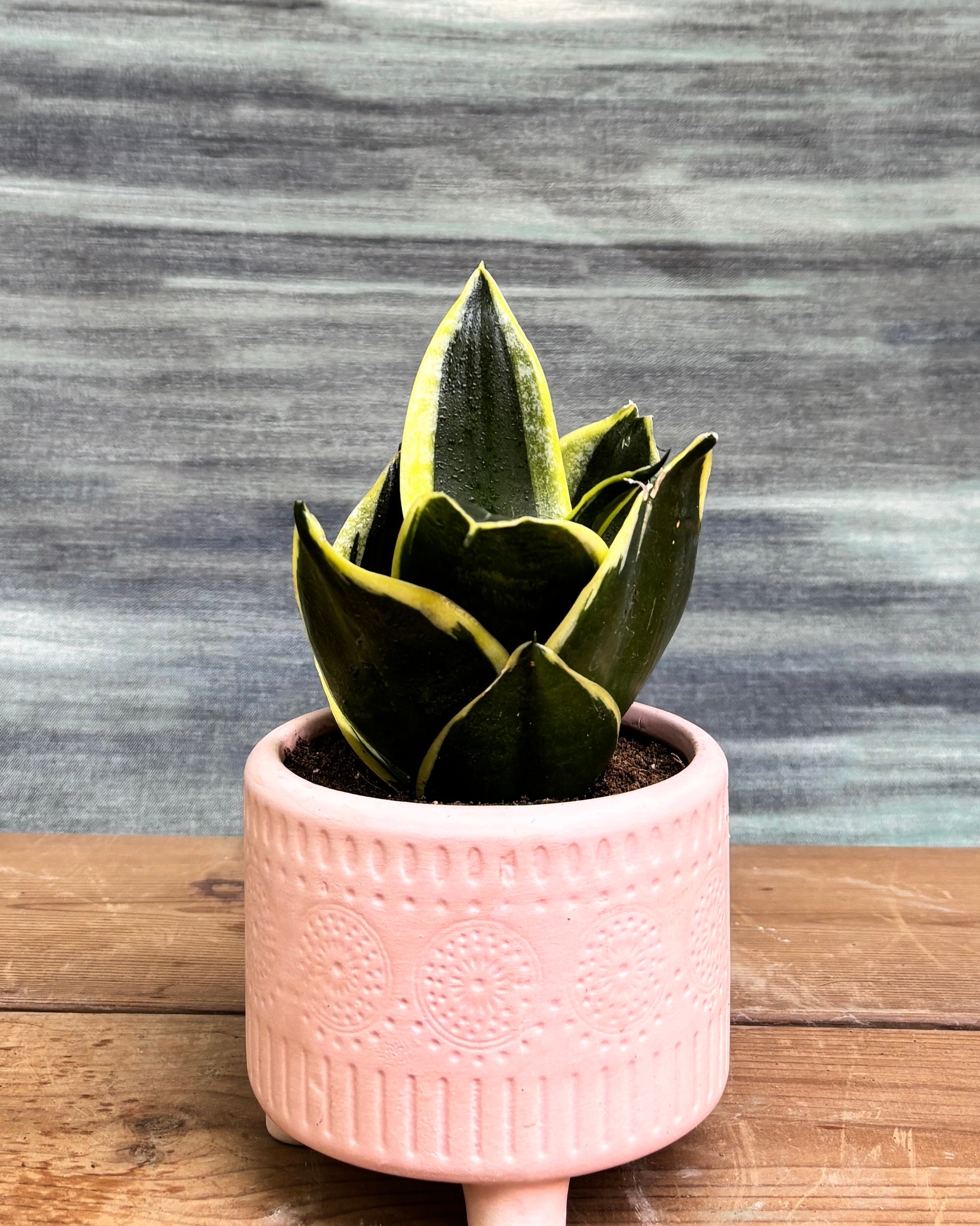 Snake Plant Golden Hahnii in Pink Mandala from Planterie, a graceful indoor plant with thick glossy green leaves and golden-yellow edges potted in a beautiful Pink Mandala pot, perfect as an indoor plant for homes in Delhi and plant gifts in Delhi