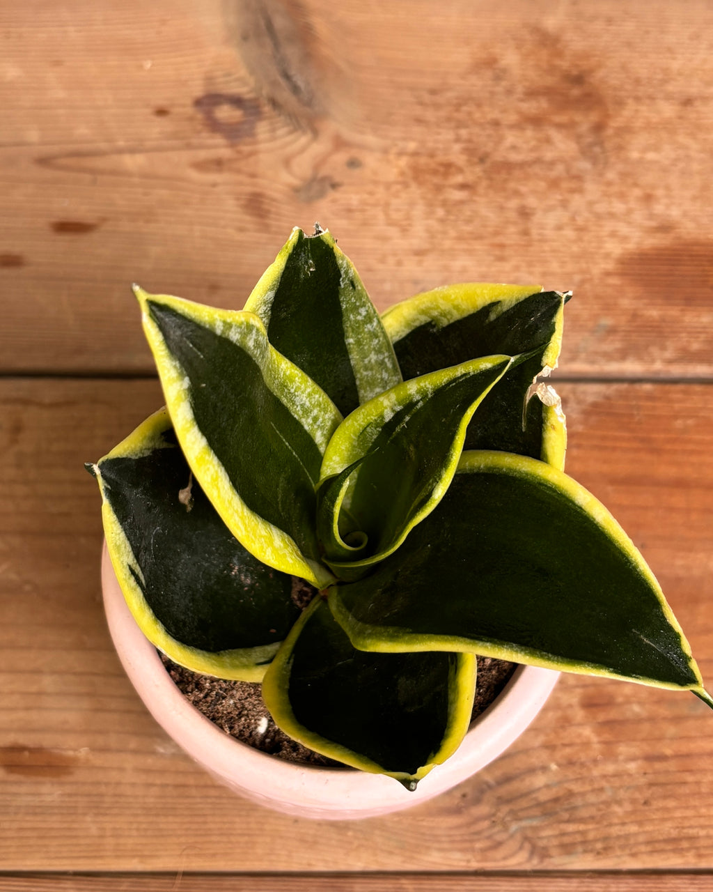 Snake Plant Golden Hahnii in Pink Mandala, a low light tolerant, air purifying indoor plant that helps freshen indoor air and thrives in bright indirect light or medium light corners in Indian apartments and offices