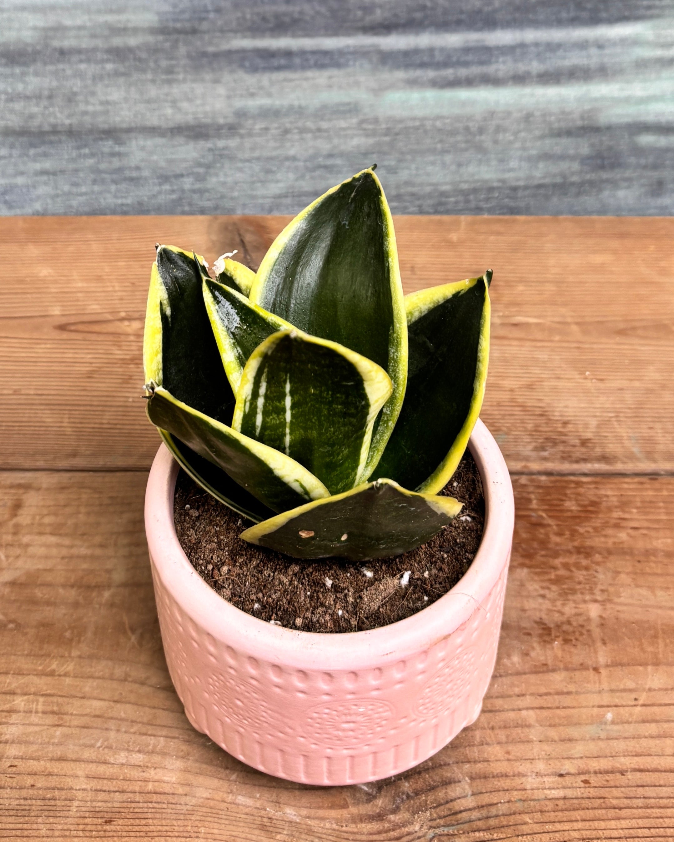 Snake Plant Golden Hahnii in Pink Mandala from Planterie, a thoughtful indoor plant gift for housewarming, birthdays and corporate gifting in Delhi, available as indoor plants online India with care tips for beginners