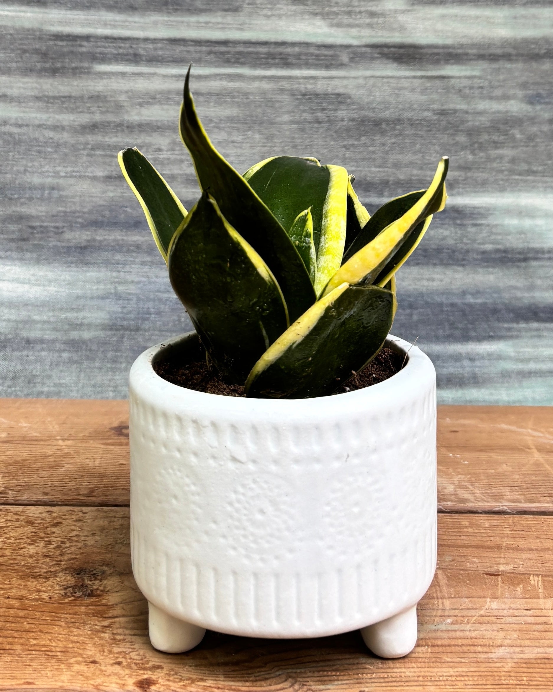 Snake Plant Golden Hahnii in White Mandala from Planterie, a graceful indoor plant with thick glossy green leaves and golden-yellow edges potted in a beautiful White Mandala pot, perfect as an indoor plant for homes in Delhi and plant gifts in Delhi