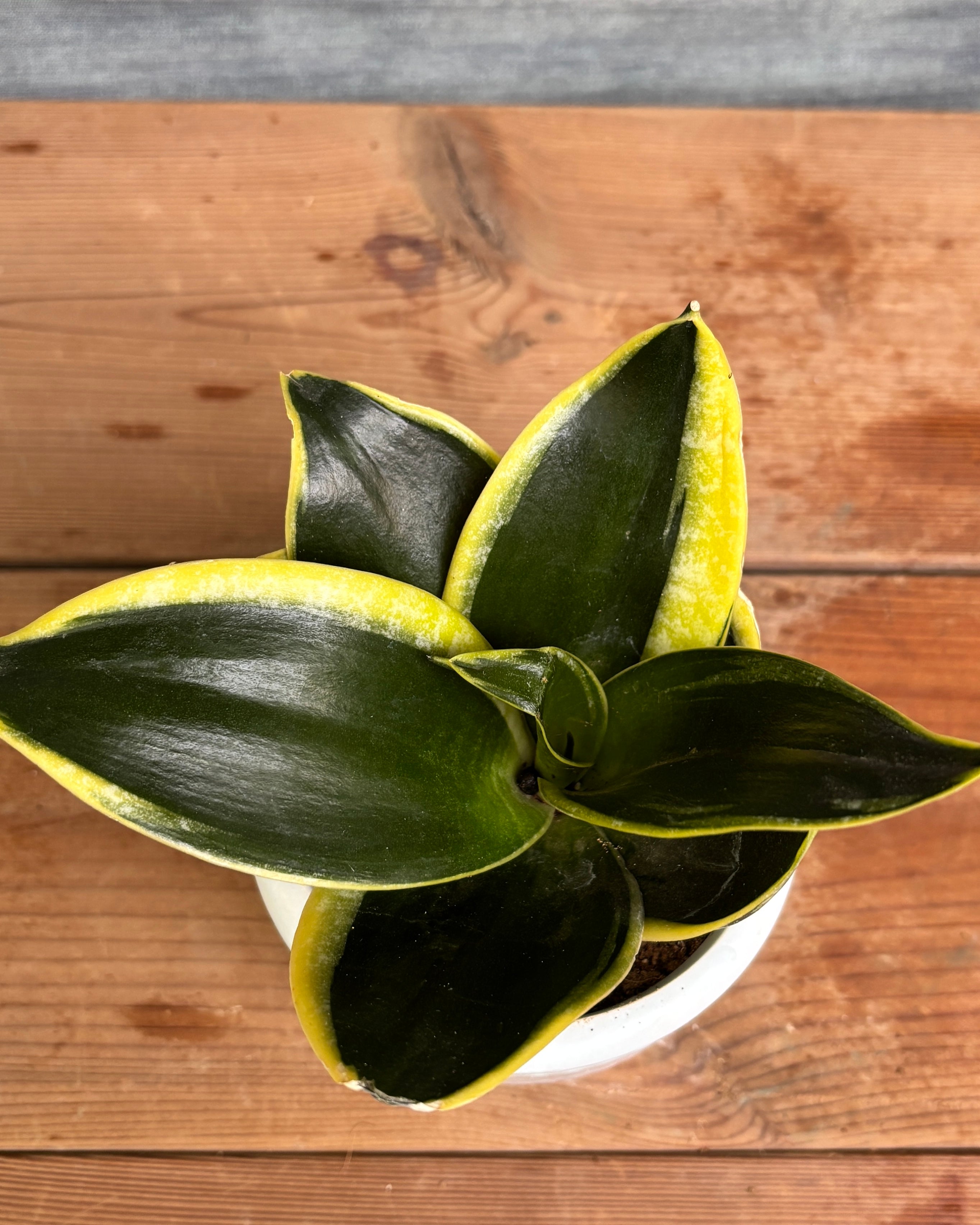 Snake Plant Golden Hahnii in White Mandala, a low light tolerant, air purifying indoor plant that helps freshen indoor air and thrives in bright indirect light or medium light corners in Indian apartments and offices