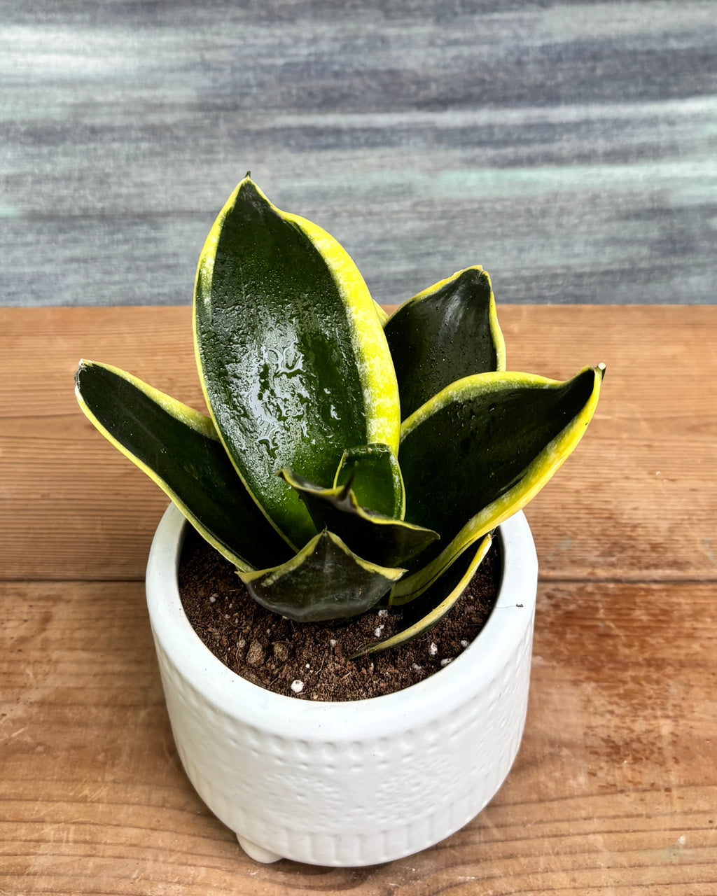 Snake Plant Golden Hahnii in White Mandala from Planterie, a thoughtful indoor plant gift for housewarming, birthdays and corporate gifting in Delhi, available as indoor plants online India with care tips for beginners