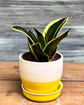 Snake Plant Golden Hahnii in Yellow Aditi from Planterie, a graceful indoor plant with thick glossy green leaves and golden-yellow edges potted in a bright Yellow Aditi pot, perfect as an indoor plant for homes in Delhi and plant gifts in Delhi