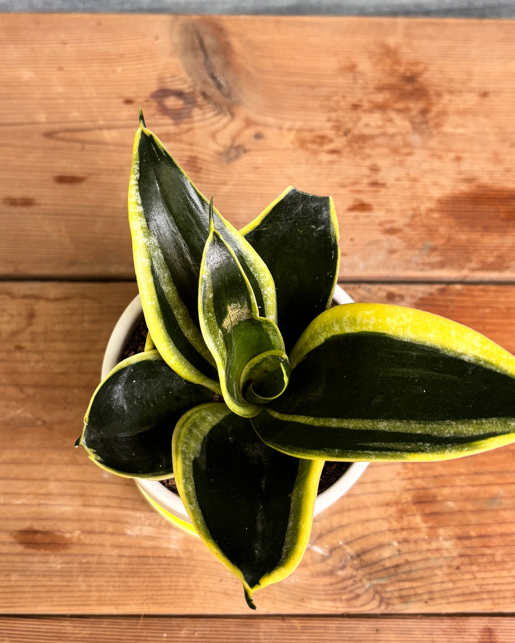 Snake Plant Golden Hahnii in Yellow Aditi, a low light tolerant, air purifying indoor plant that helps freshen indoor air and thrives in bright indirect light or medium light corners in Indian apartments and offices