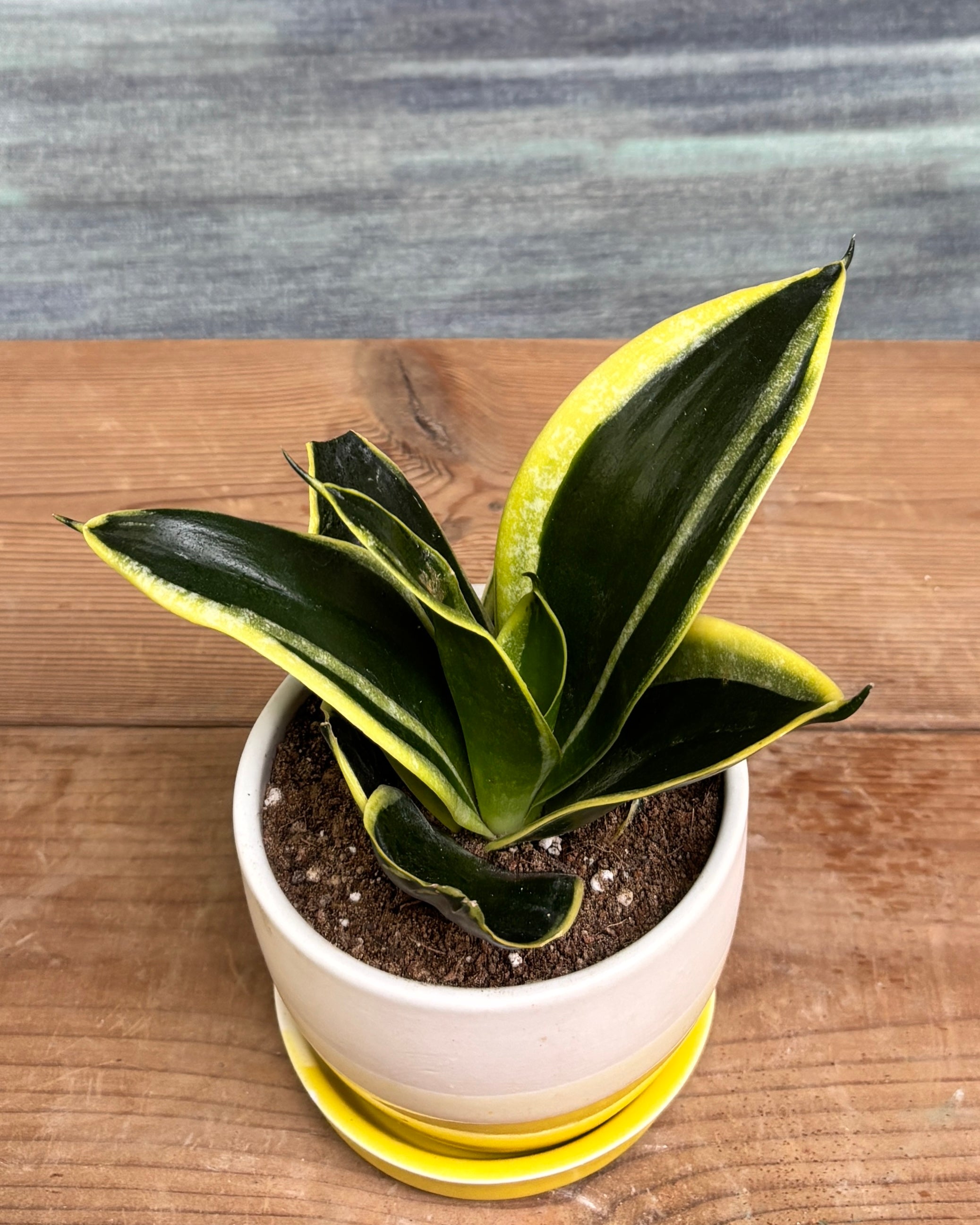 Snake Plant Golden Hahnii in Yellow Aditi from Planterie, a thoughtful indoor plant gift for housewarming, birthdays and corporate gifting in Delhi, available as indoor plants online India with care tips for beginners