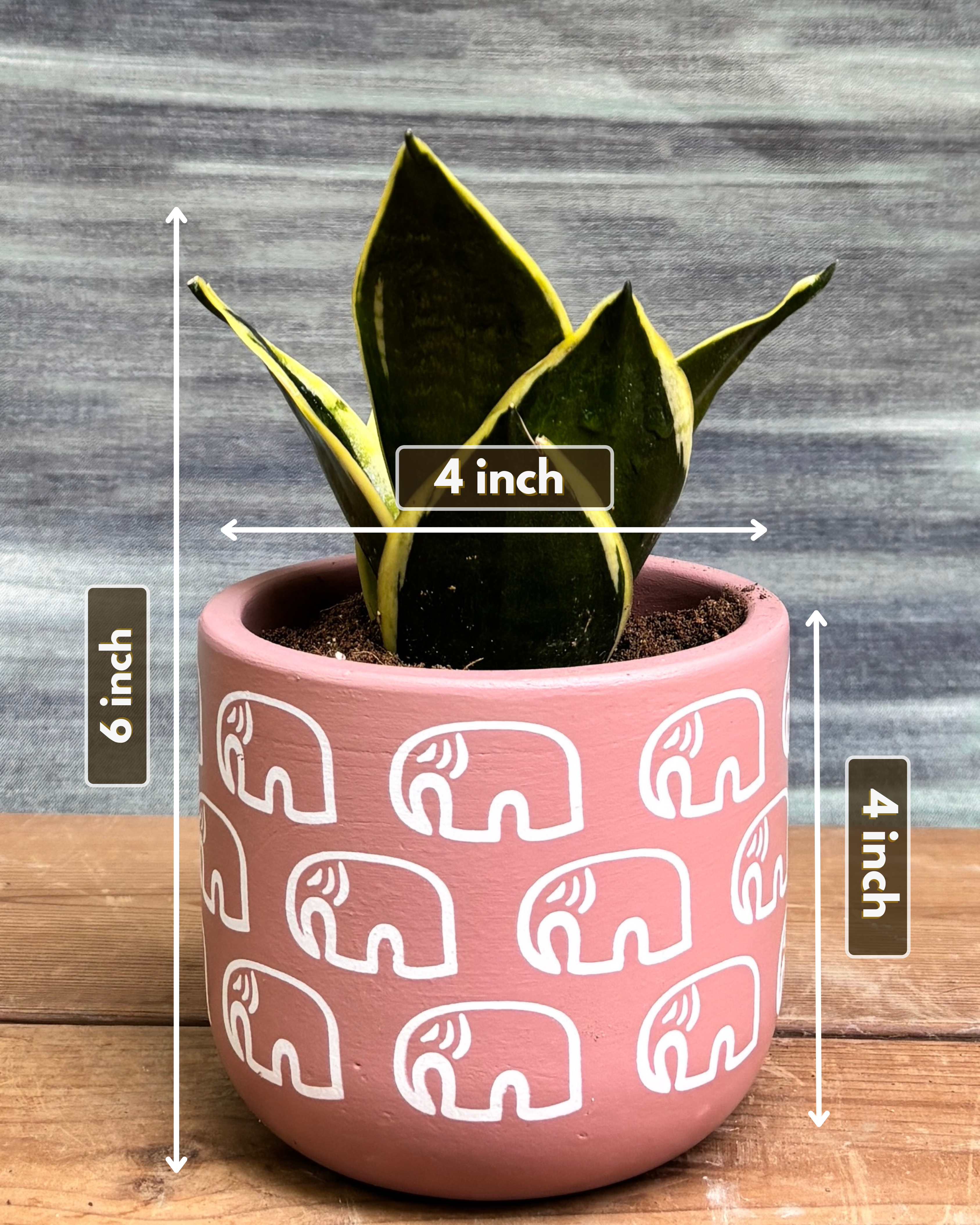Snake Plant Golden Hahnii in Pink Elephant from Planterie, showing the full plant with thick glossy green leaves and golden-yellow edges in the Pink Elephant pot from a side view, displaying the complete plant height and pot proportions for dimensions perfect for Indian homes and plant gifts in Delhi