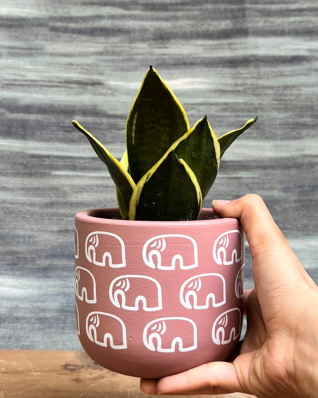Elegant Snake Plant Golden Hahnii in a Pink Elephant pot from Planterie, ideal as a tabletop plant for living rooms, work desks and bedside tables, adding a vibrant, playful touch to modern Indian homes