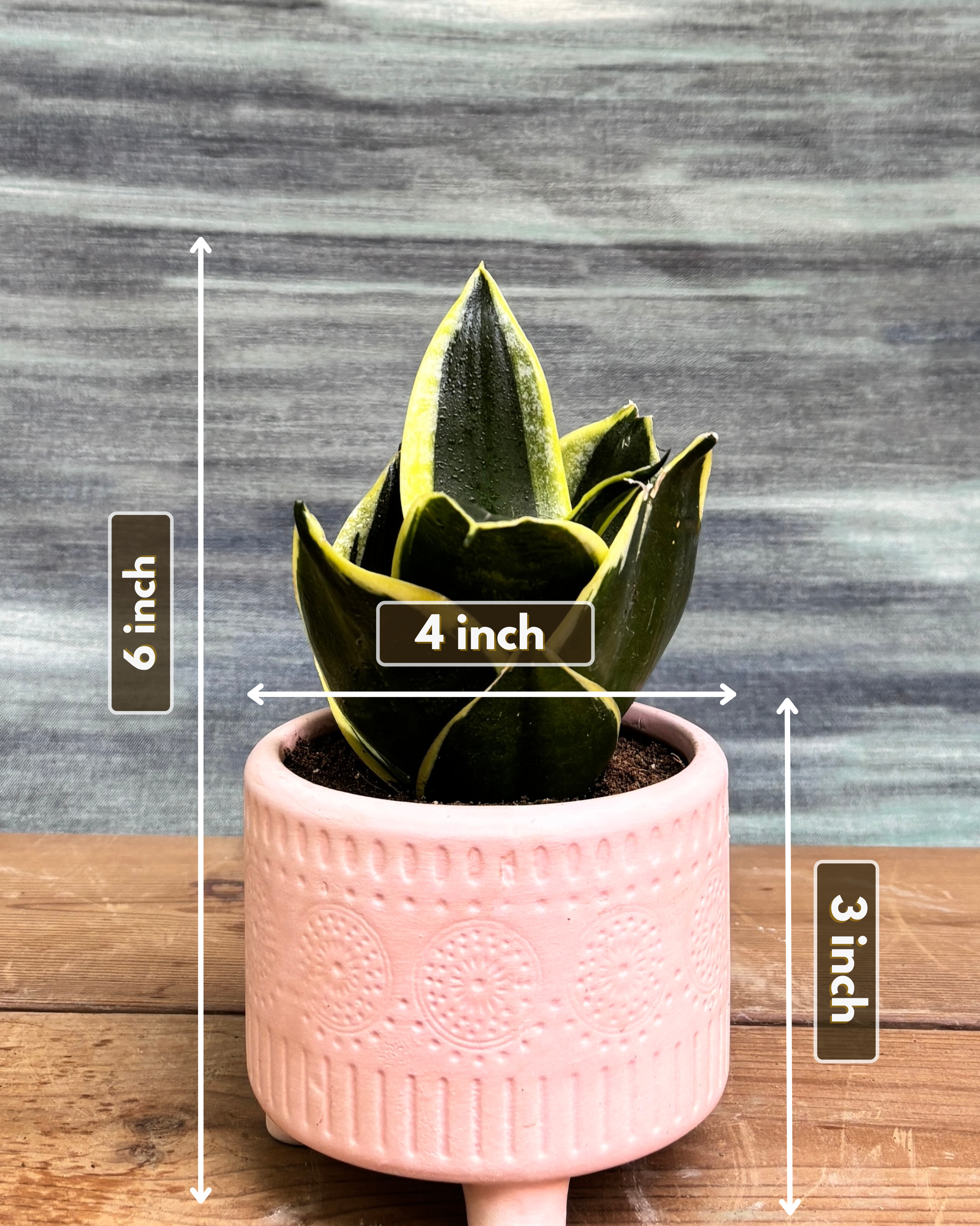 Snake Plant Golden Hahnii in Pink Mandala from Planterie, showing the full plant with thick glossy green leaves and golden-yellow edges in the Pink Mandala pot from a side view, displaying the complete plant height and pot proportions for dimensions perfect for Indian homes and plant gifts in Delhi