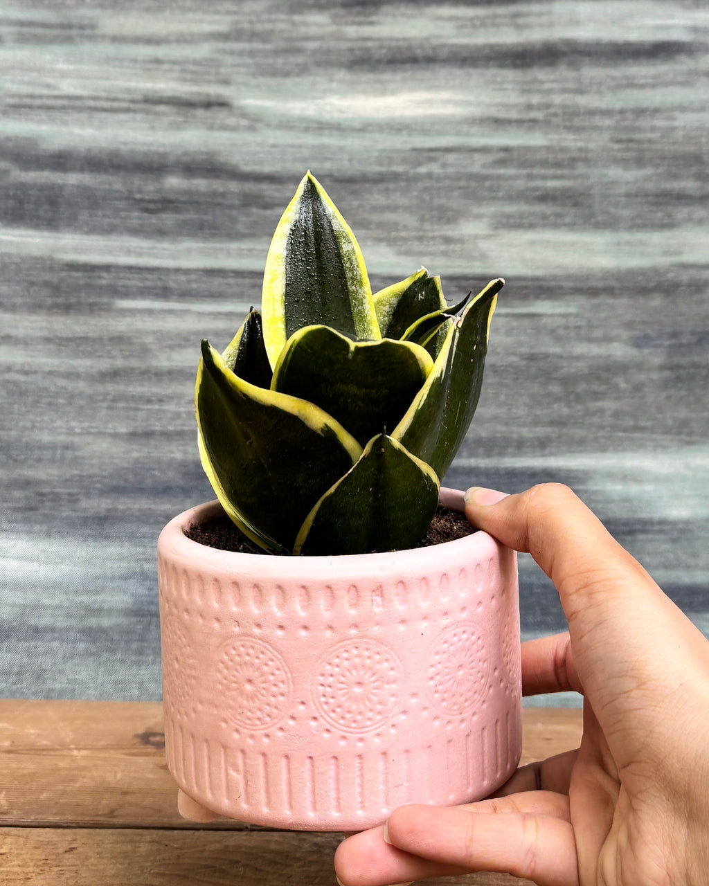 Elegant Snake Plant Golden Hahnii in a Pink Mandala pot from Planterie, ideal as a tabletop plant for living rooms, work desks and bedside tables, adding a soft, artistic touch to modern Indian homes
