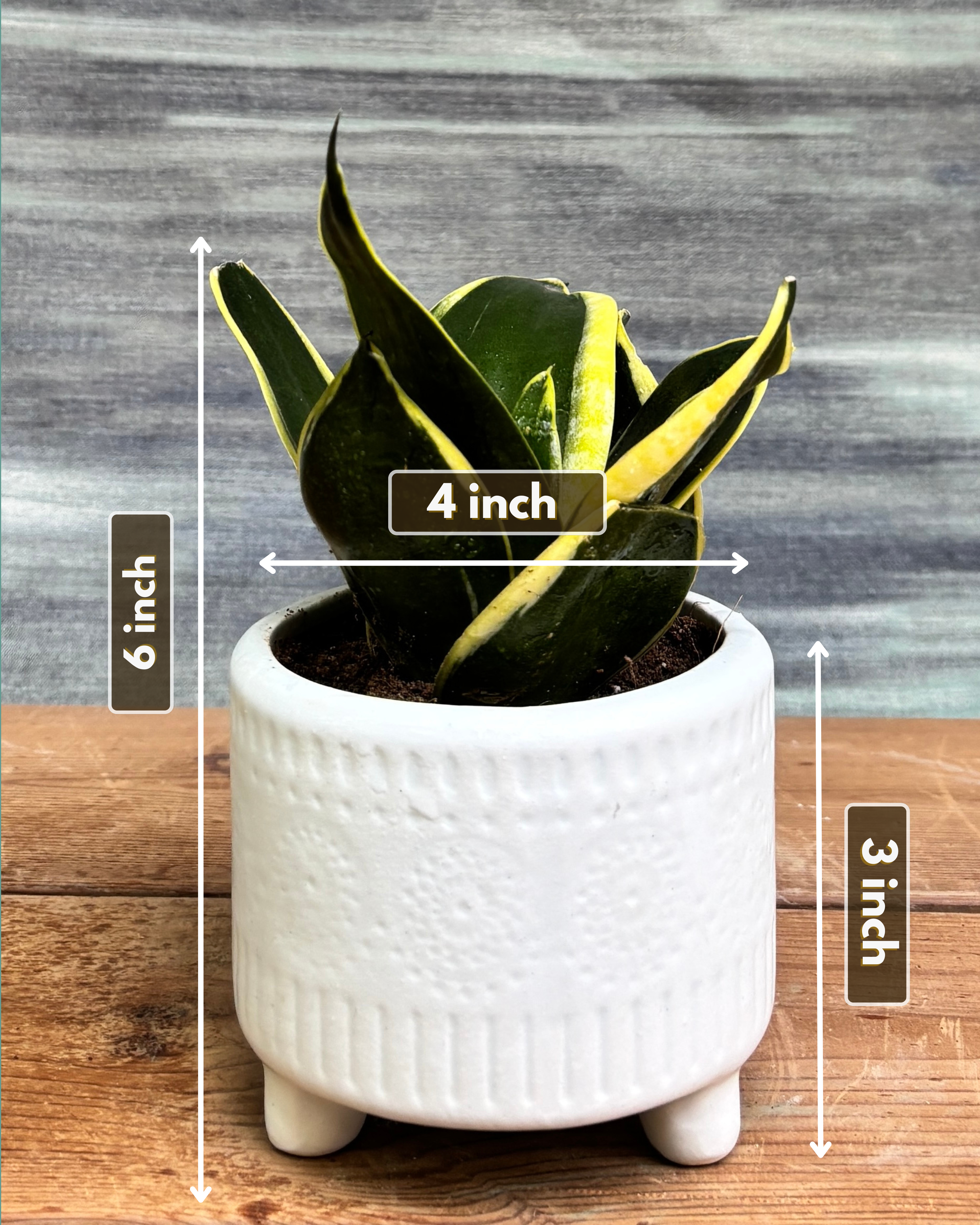 Snake Plant Golden Hahnii in White Mandala from Planterie, showing the full plant with thick glossy green leaves and golden-yellow edges in the White Mandala pot from a side view, displaying the complete plant height and pot proportions for dimensions perfect for Indian homes and plant gifts in Delhi