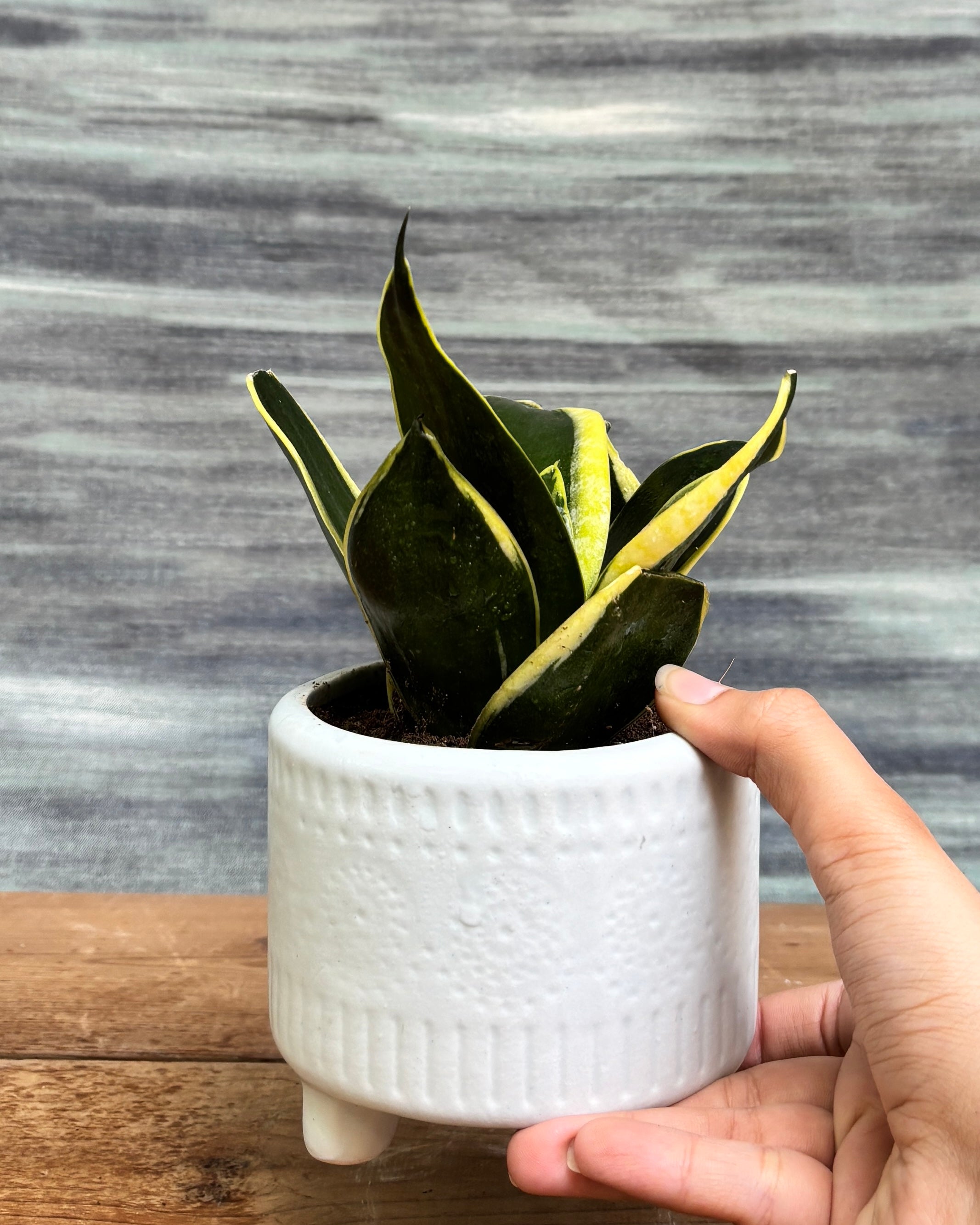 Elegant Snake Plant Golden Hahnii in a White Mandala pot from Planterie, ideal as a tabletop plant for living rooms, work desks and bedside tables, adding a serene, artistic touch to modern Indian homes