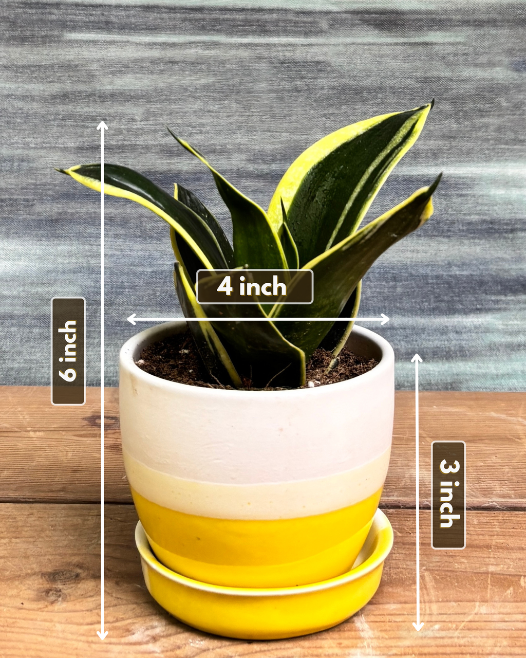 Snake Plant Golden Hahnii in Yellow Aditi from Planterie, showing the full plant with thick glossy green leaves and golden-yellow edges in the Yellow Aditi pot from a side view, displaying the complete plant height and pot proportions for dimensions perfect for Indian homes and plant gifts in Delhi