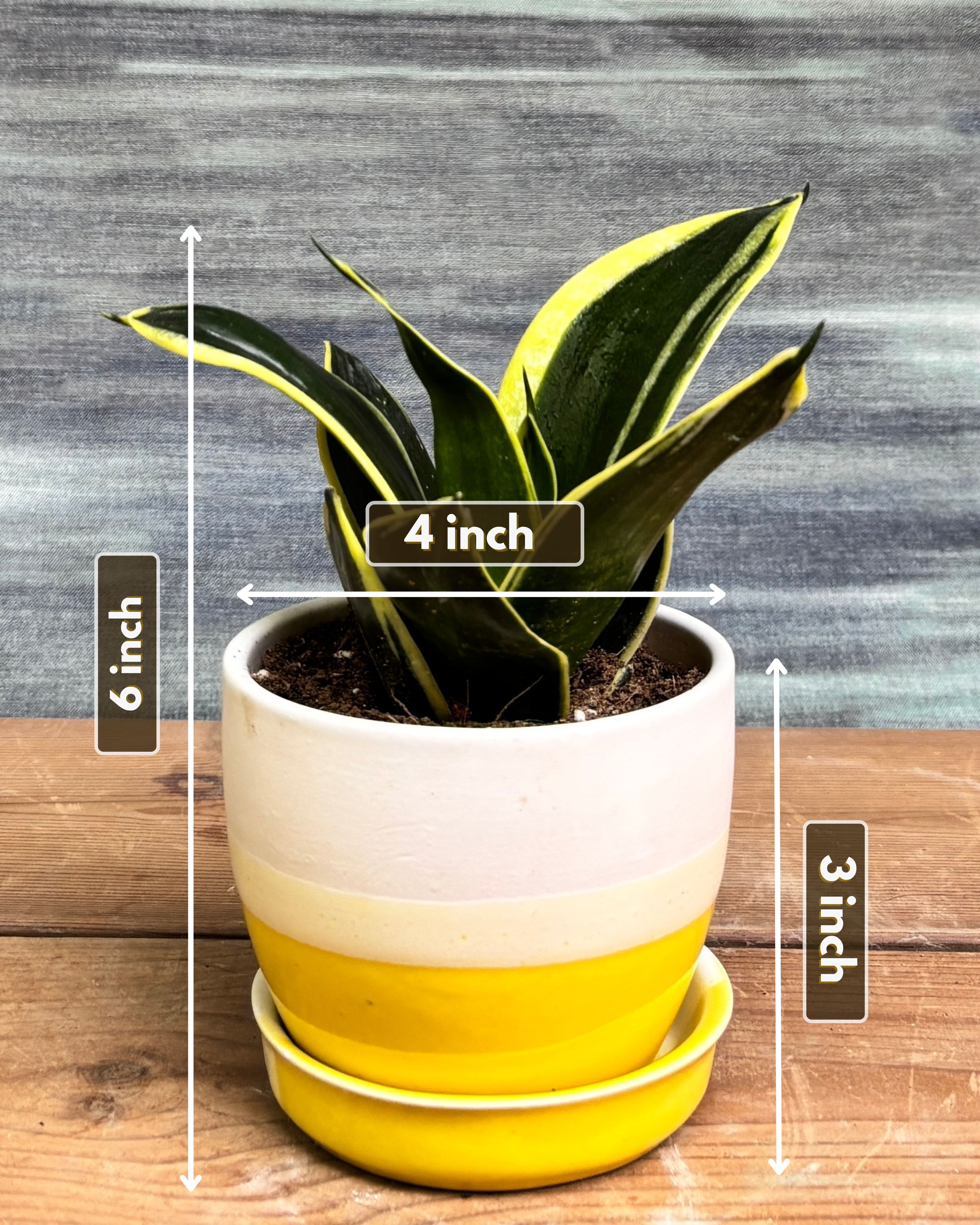 Snake Plant Golden Hahnii in Yellow Aditi from Planterie, showing the full plant with thick glossy green leaves and golden-yellow edges in the Yellow Aditi pot from a side view, displaying the complete plant height and pot proportions for dimensions perfect for Indian homes and plant gifts in Delhi