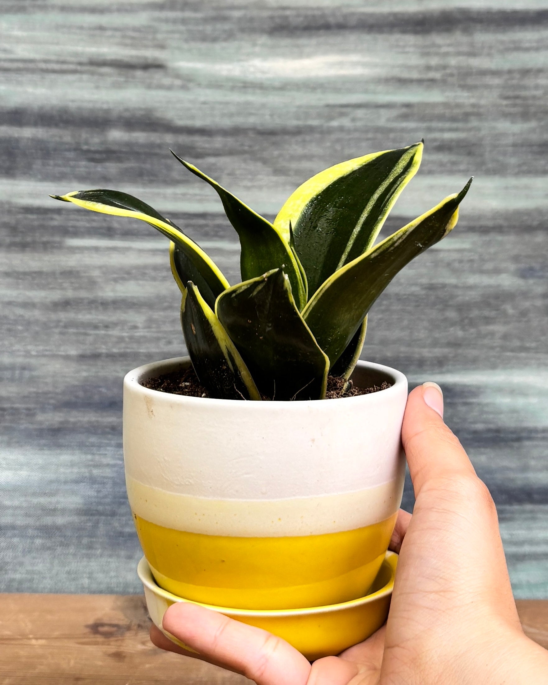 Elegant Snake Plant Golden Hahnii in a Yellow Aditi pot from Planterie, ideal as a tabletop plant for living rooms, work desks and bedside tables, adding a warm, sunny touch to modern Indian homes