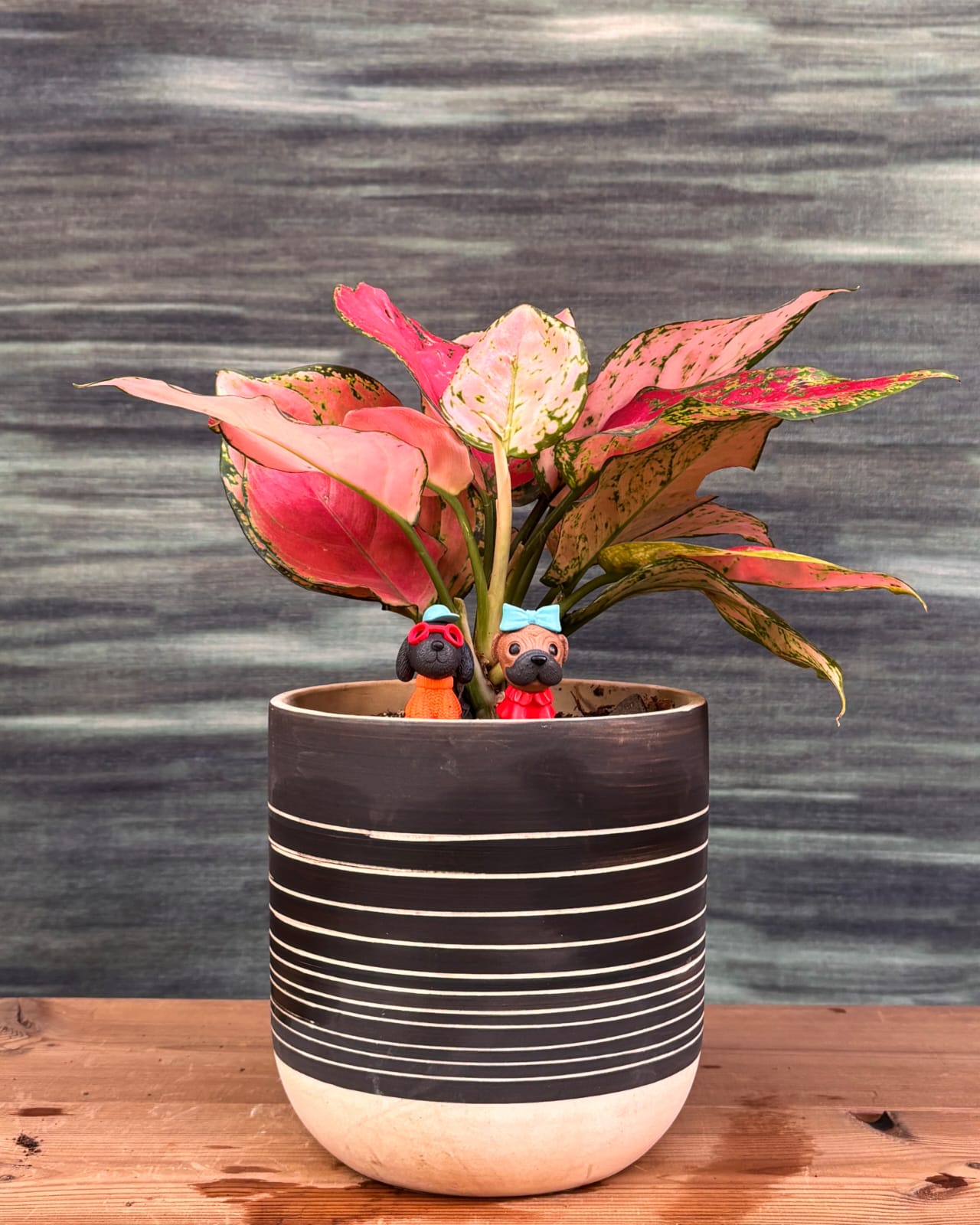 Planterie snake plant low maintenance indoor plant for Delhi homes, NASA approved easy plant with long green leaves for low light Indian apartments